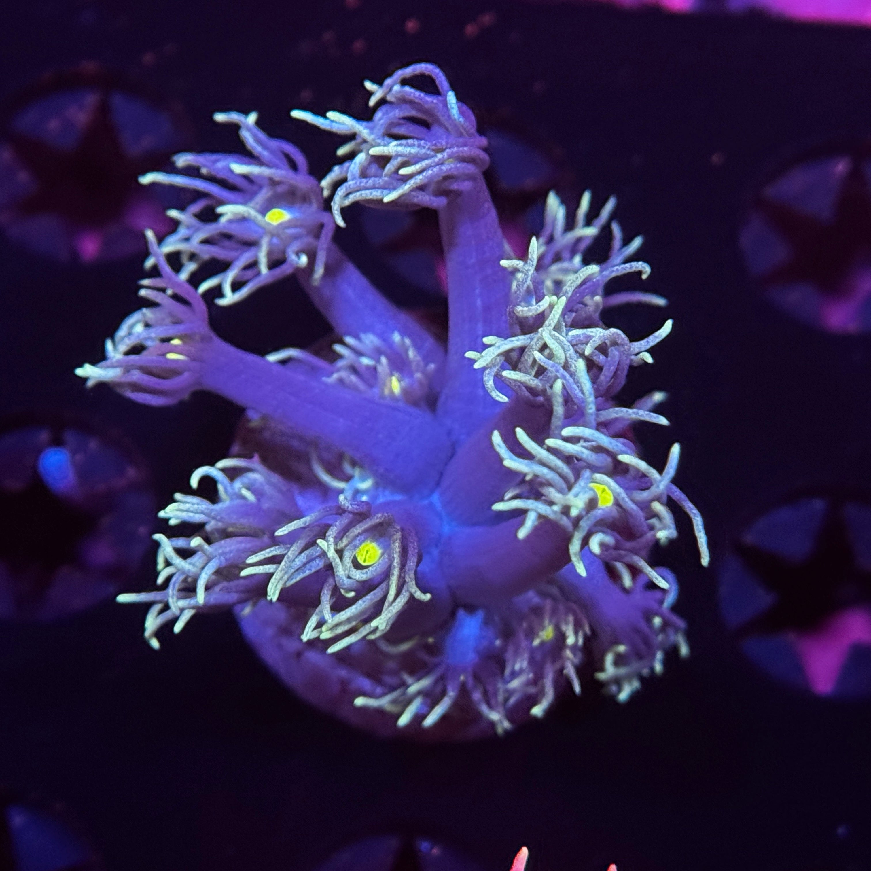 Bright Light Goniopora