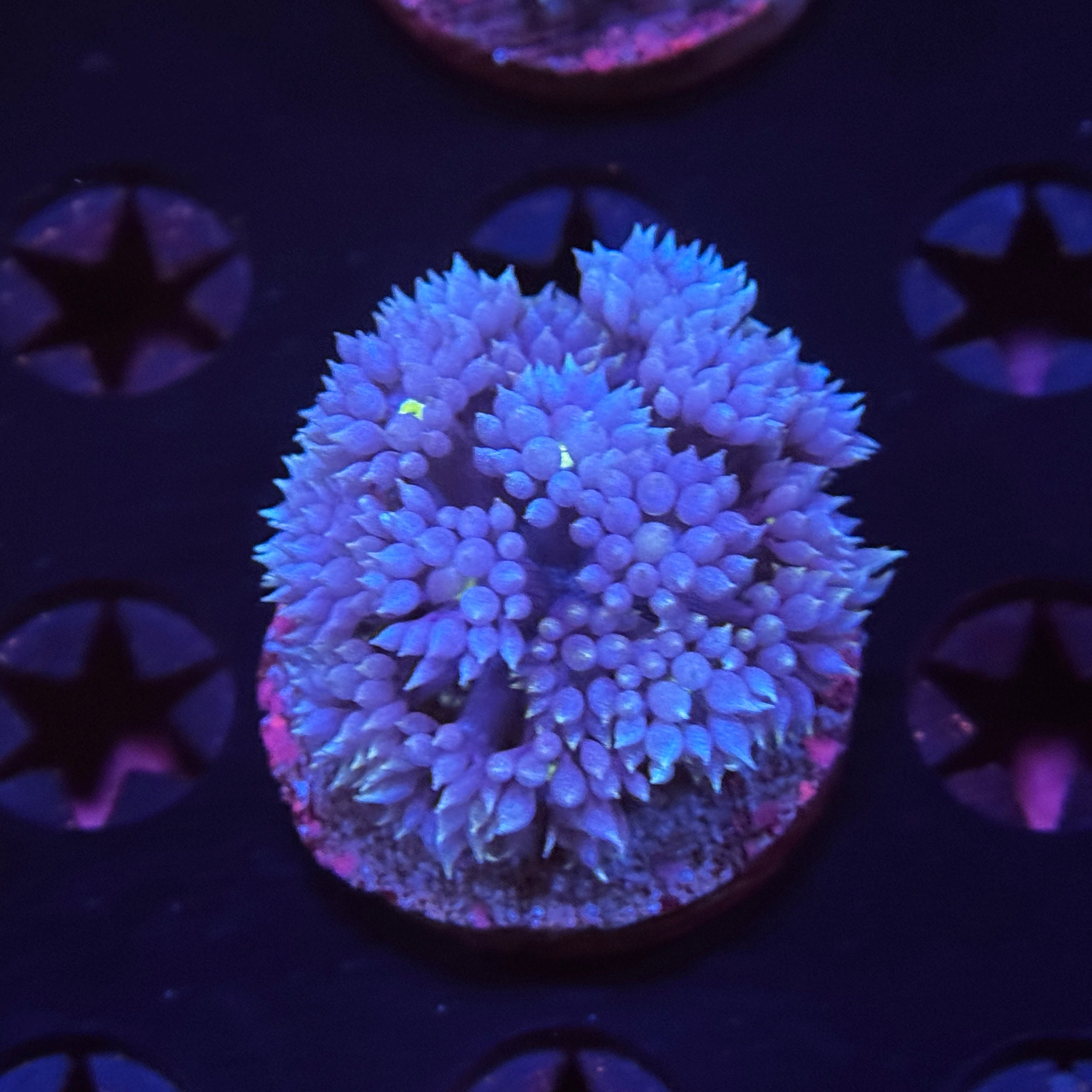 Cloak and Dagger Goniopora