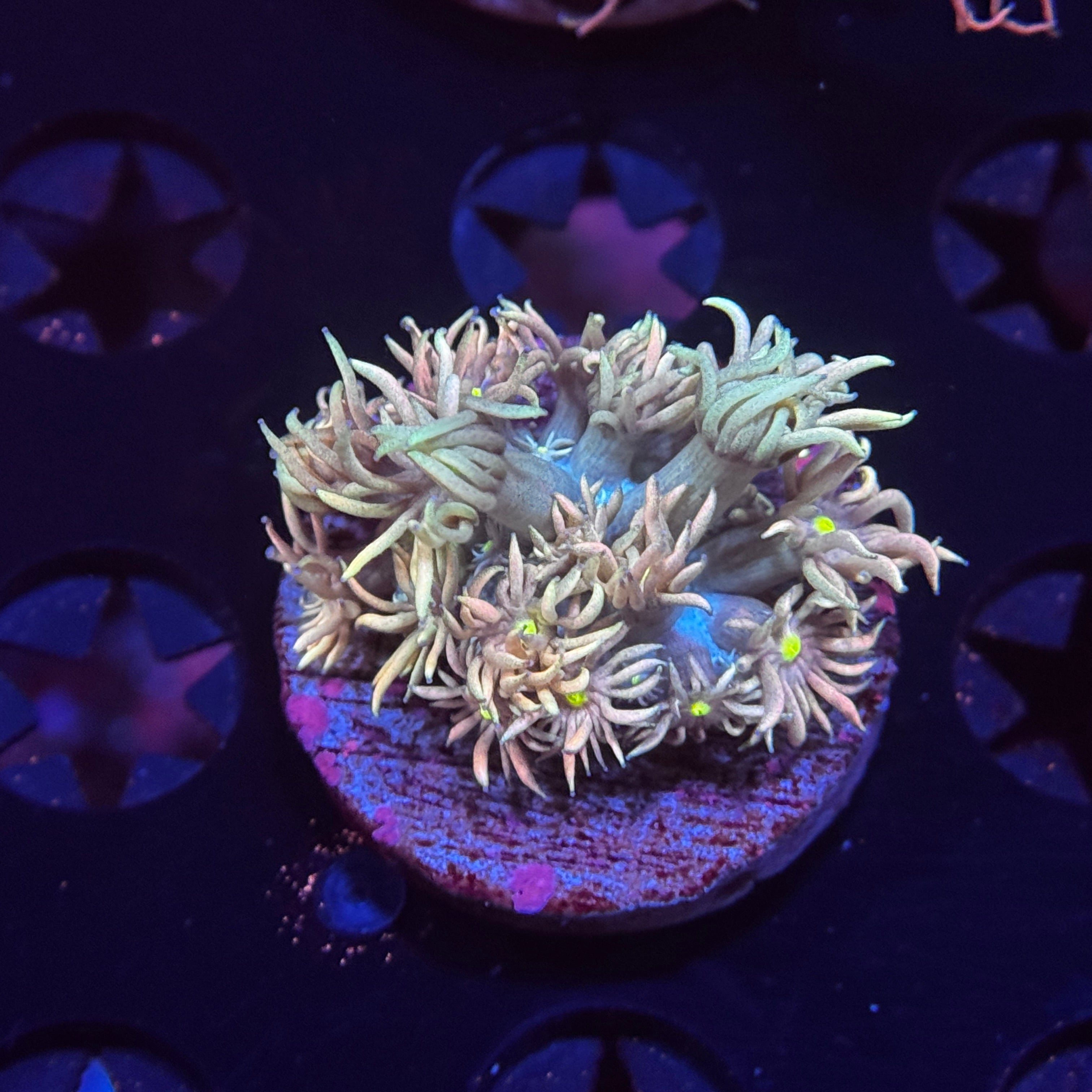 Unicorn Mane Goniopora