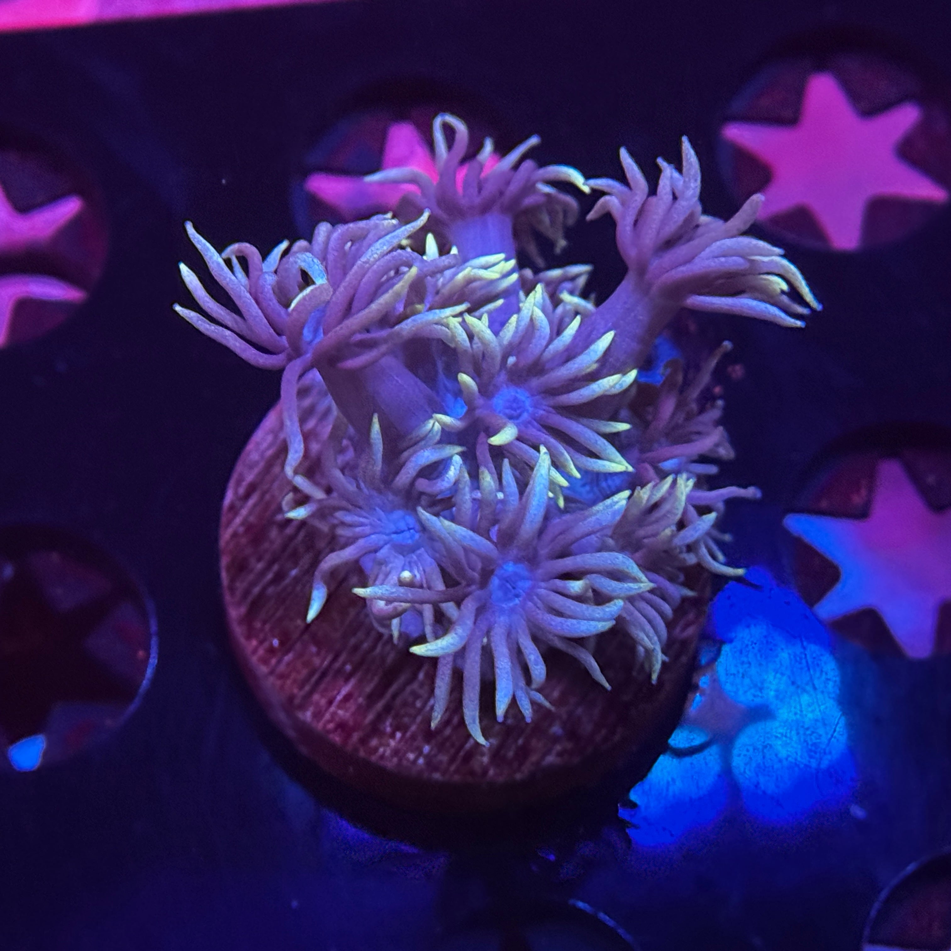 Bright Light Goniopora