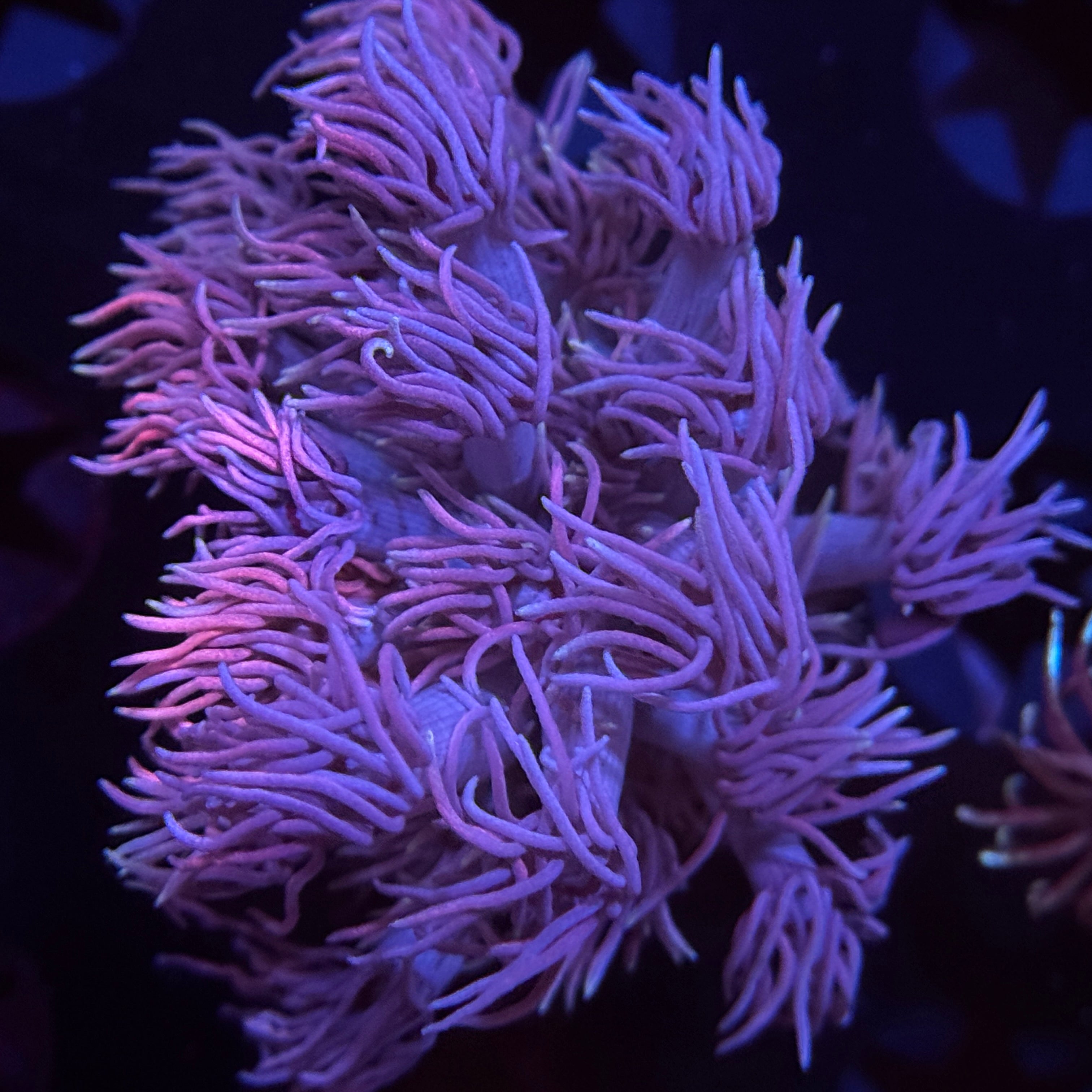 Pink Highlight Goniopora