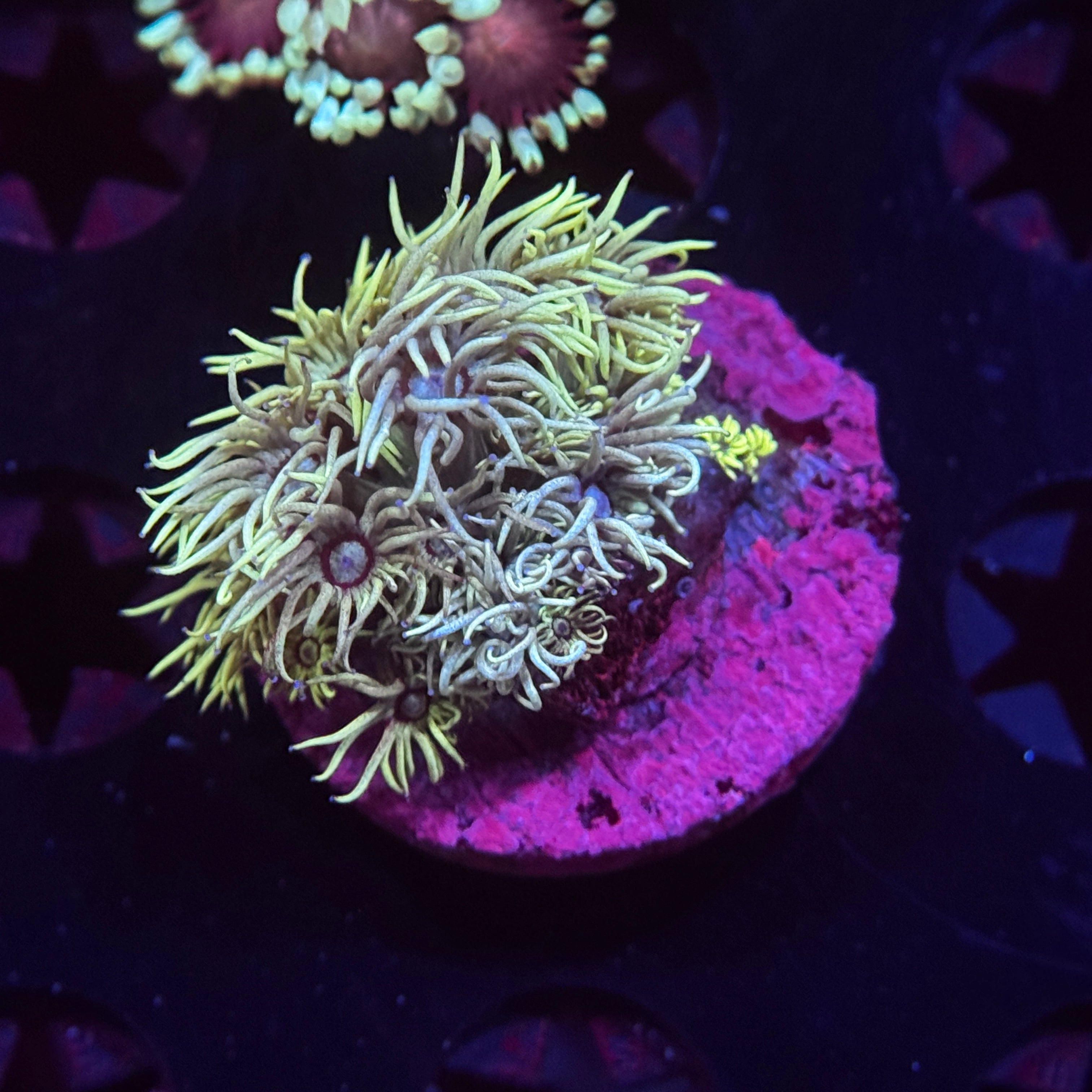 Desert Eagle Goniopora