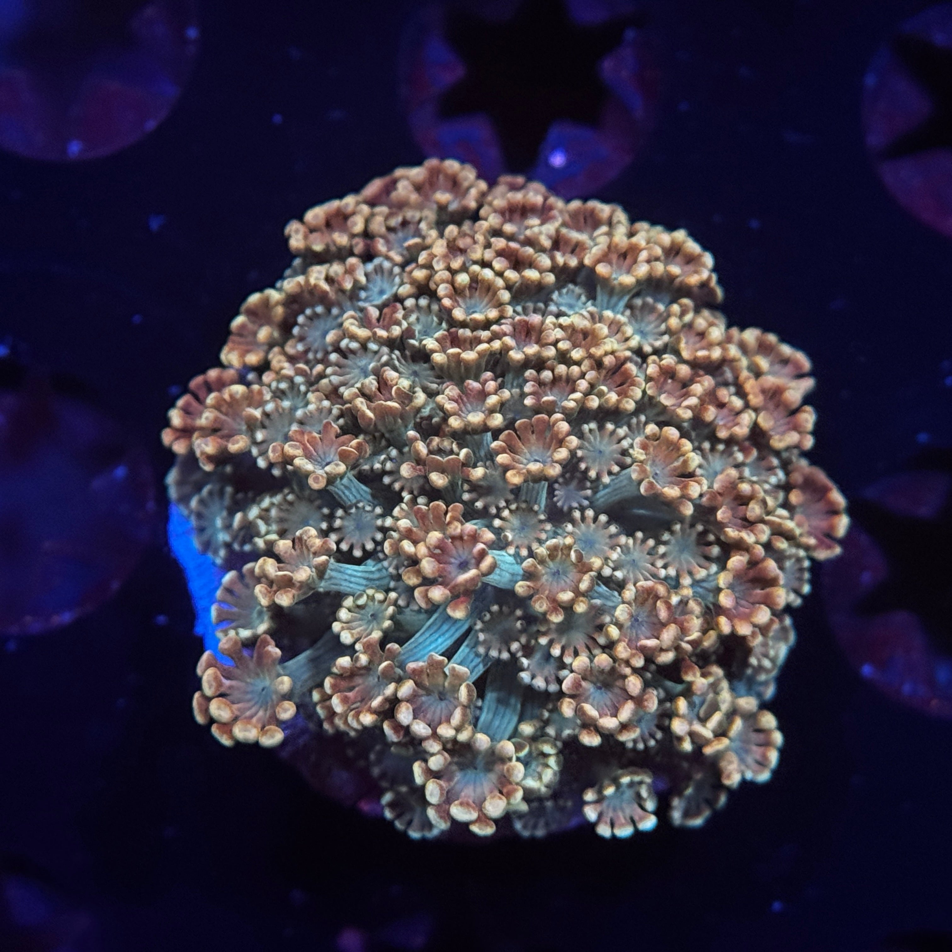 Spooky Pumpkin Alveopora