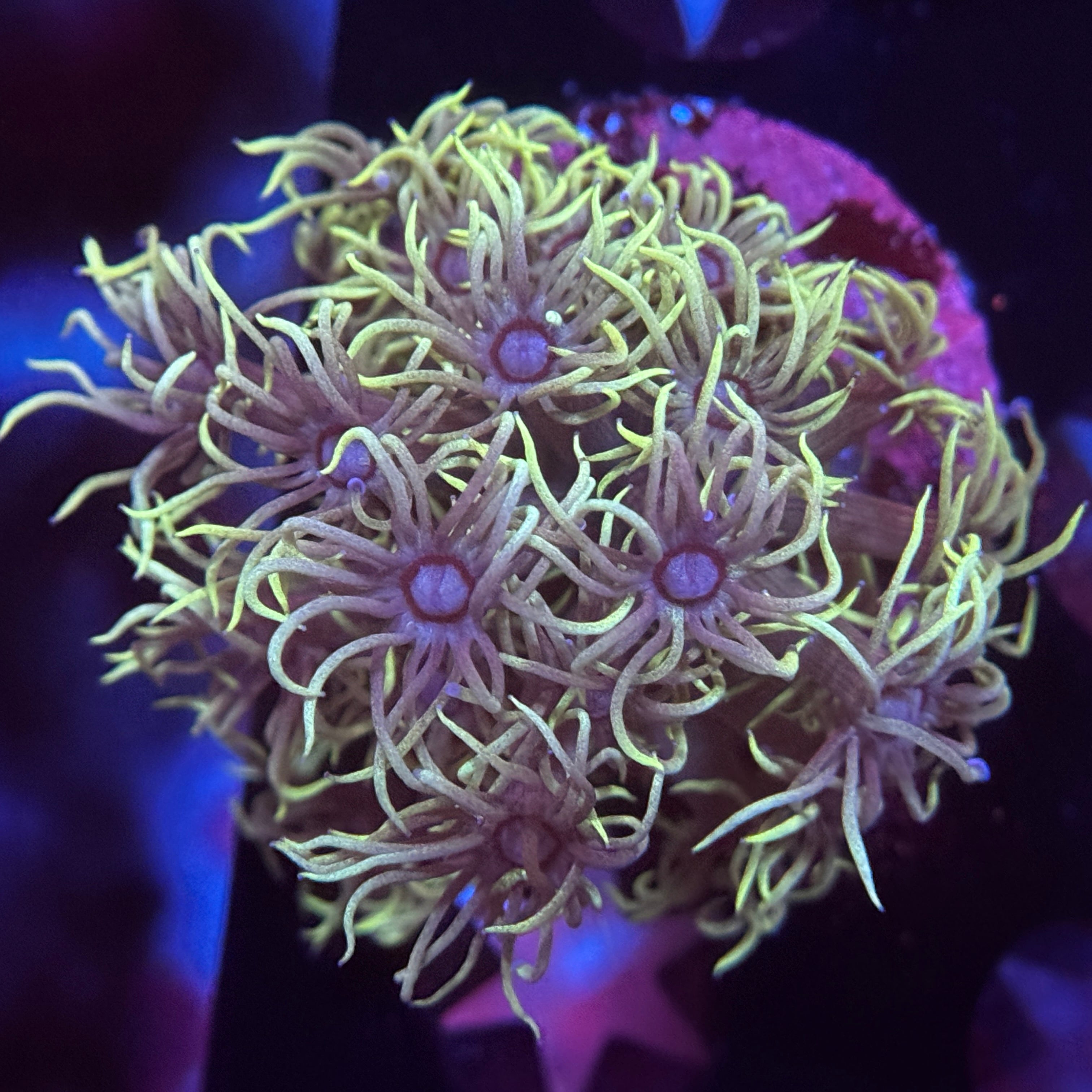 GreenSlimer Goniopora