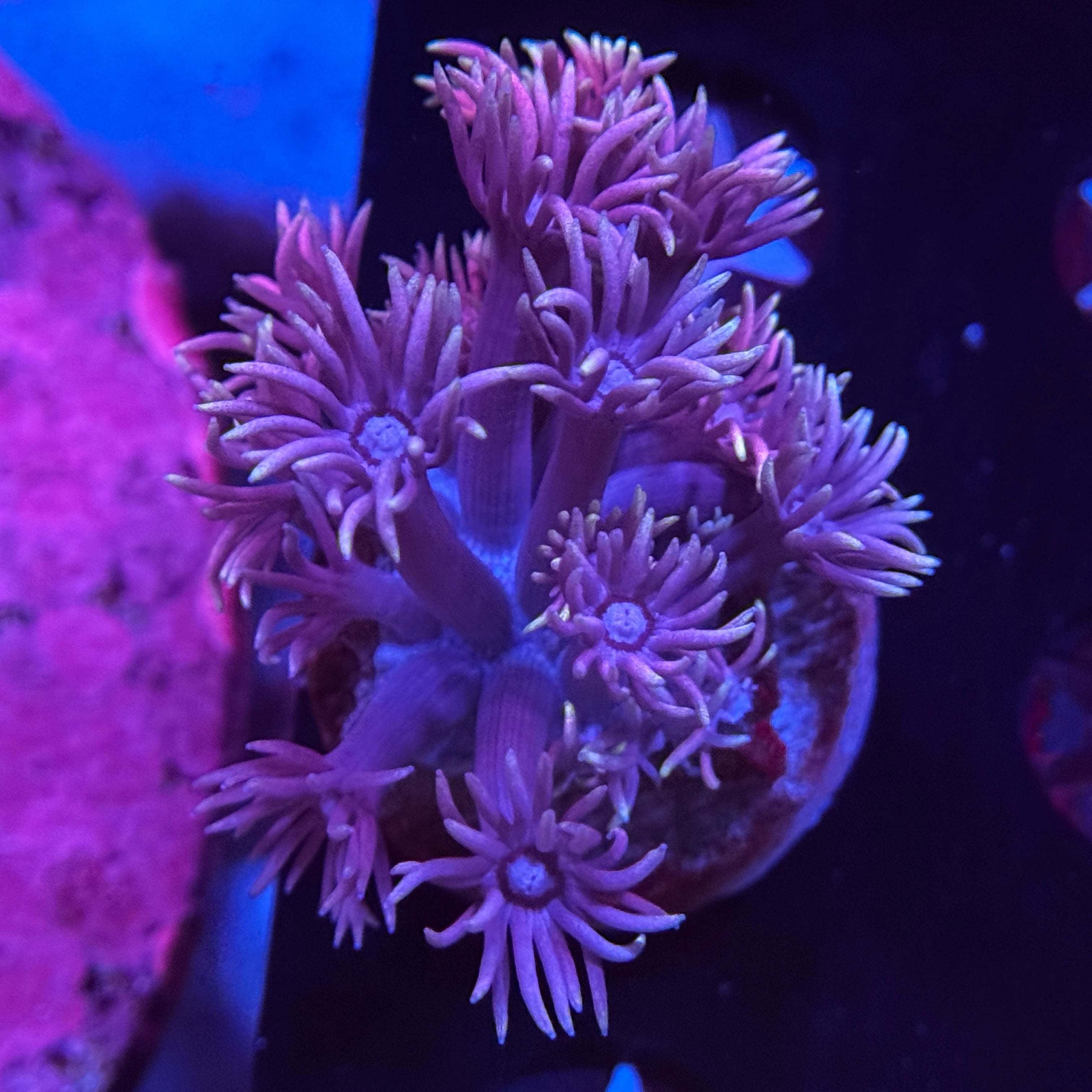 Pixie Stix Goniopora