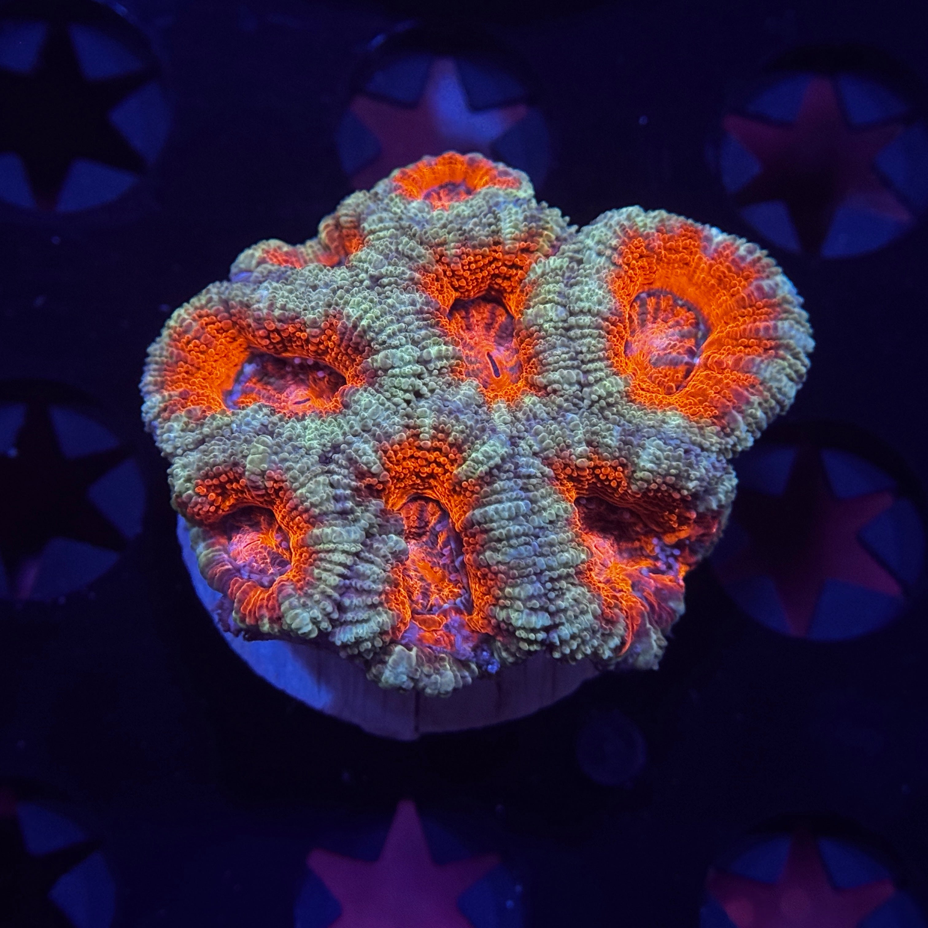 Rainbow Acan Lord - Mini Colony