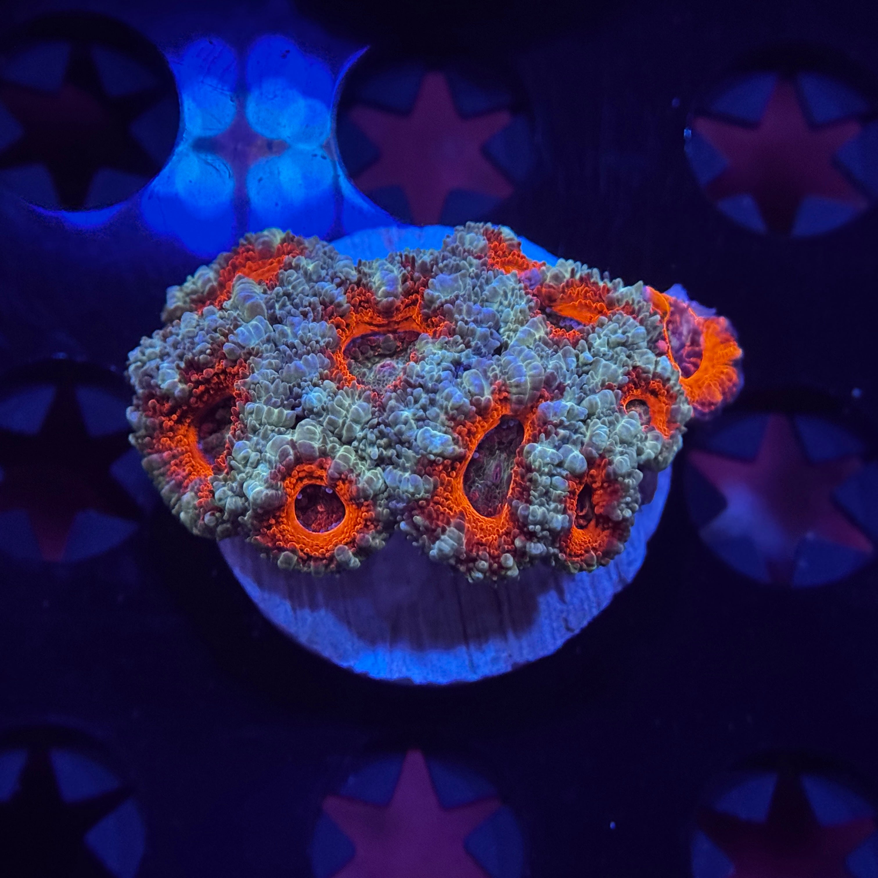 Rainbow Acan Lord - Mini Colony