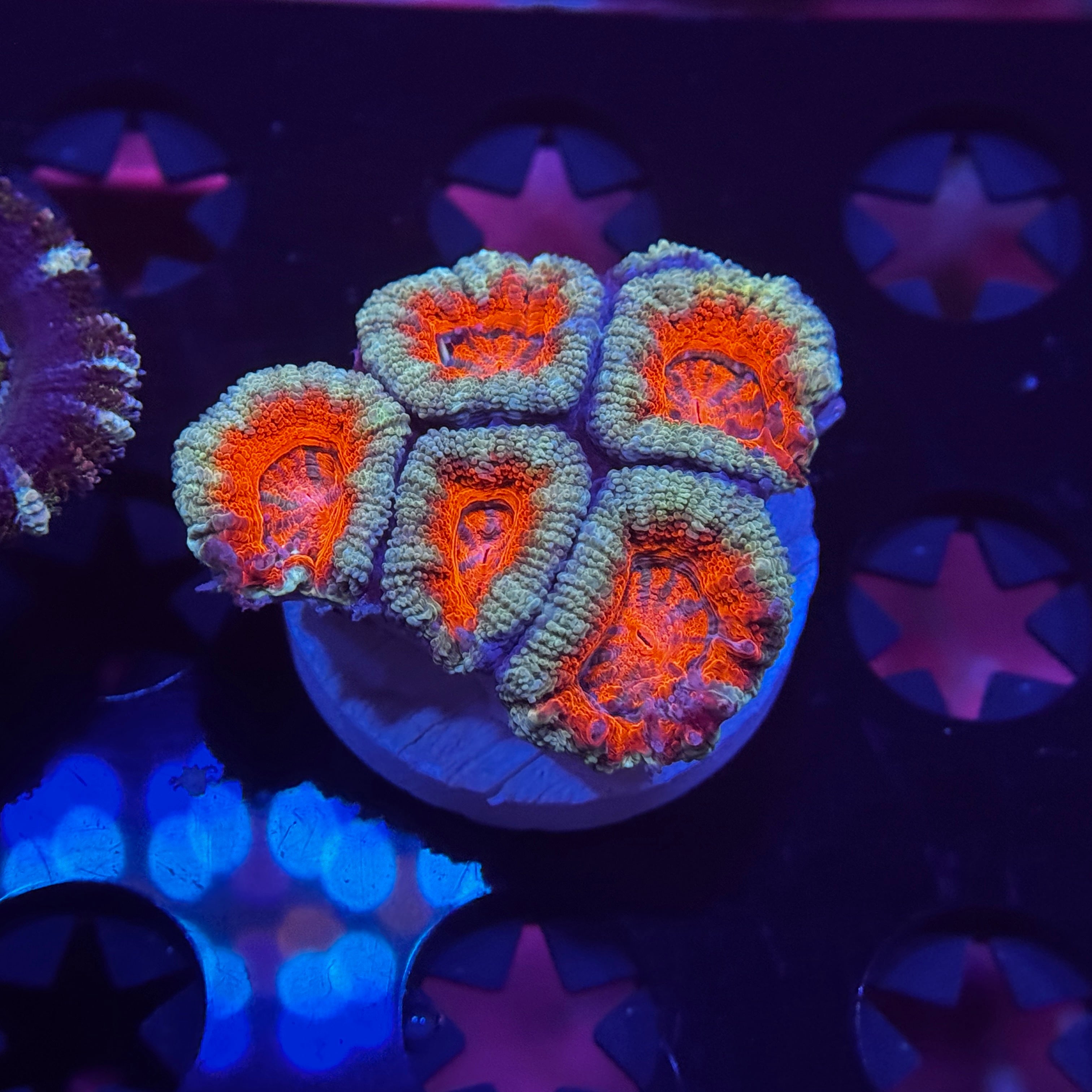 Rainbow Acan Lord - Mini Colony