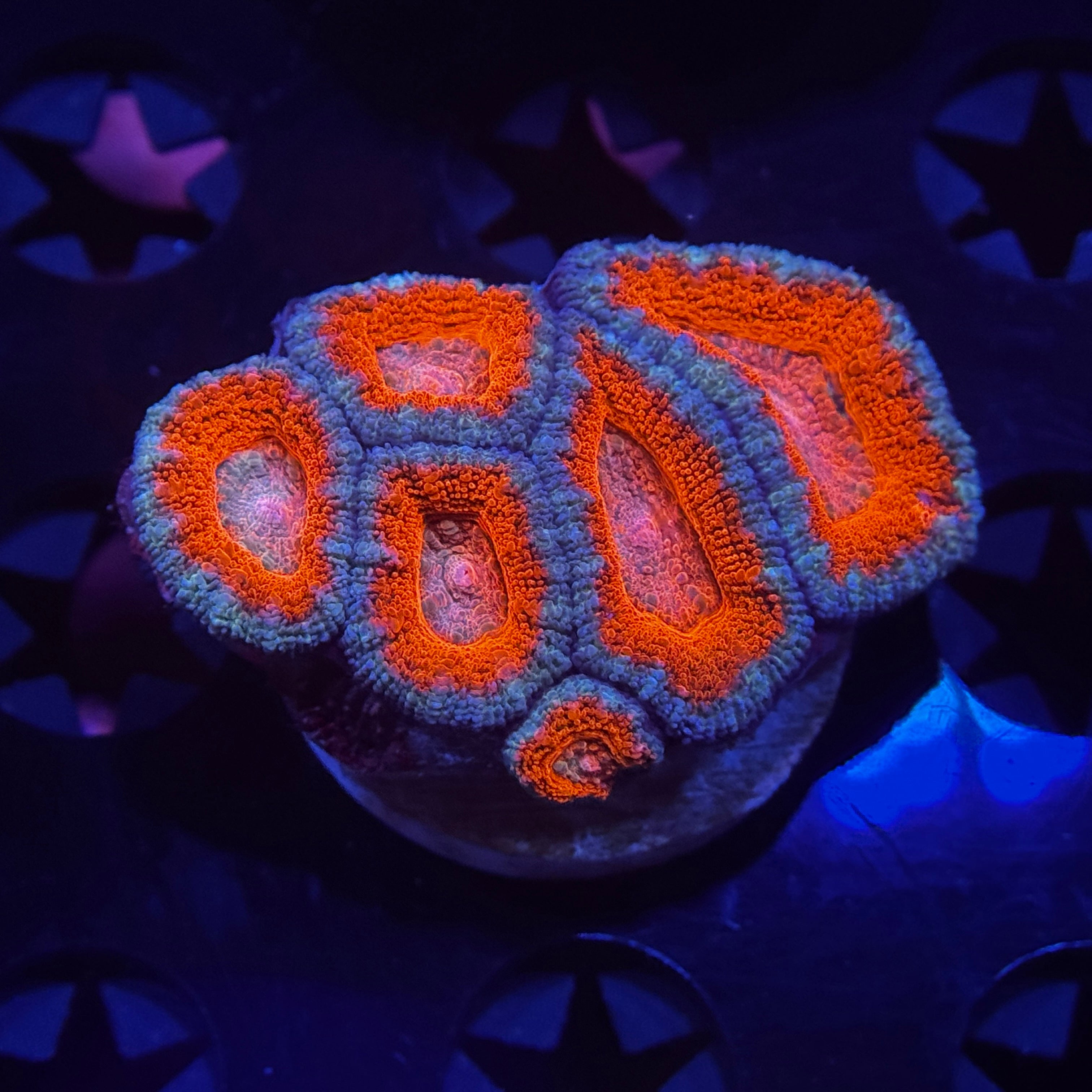 Rainbow Acan Lord - Mini Colony