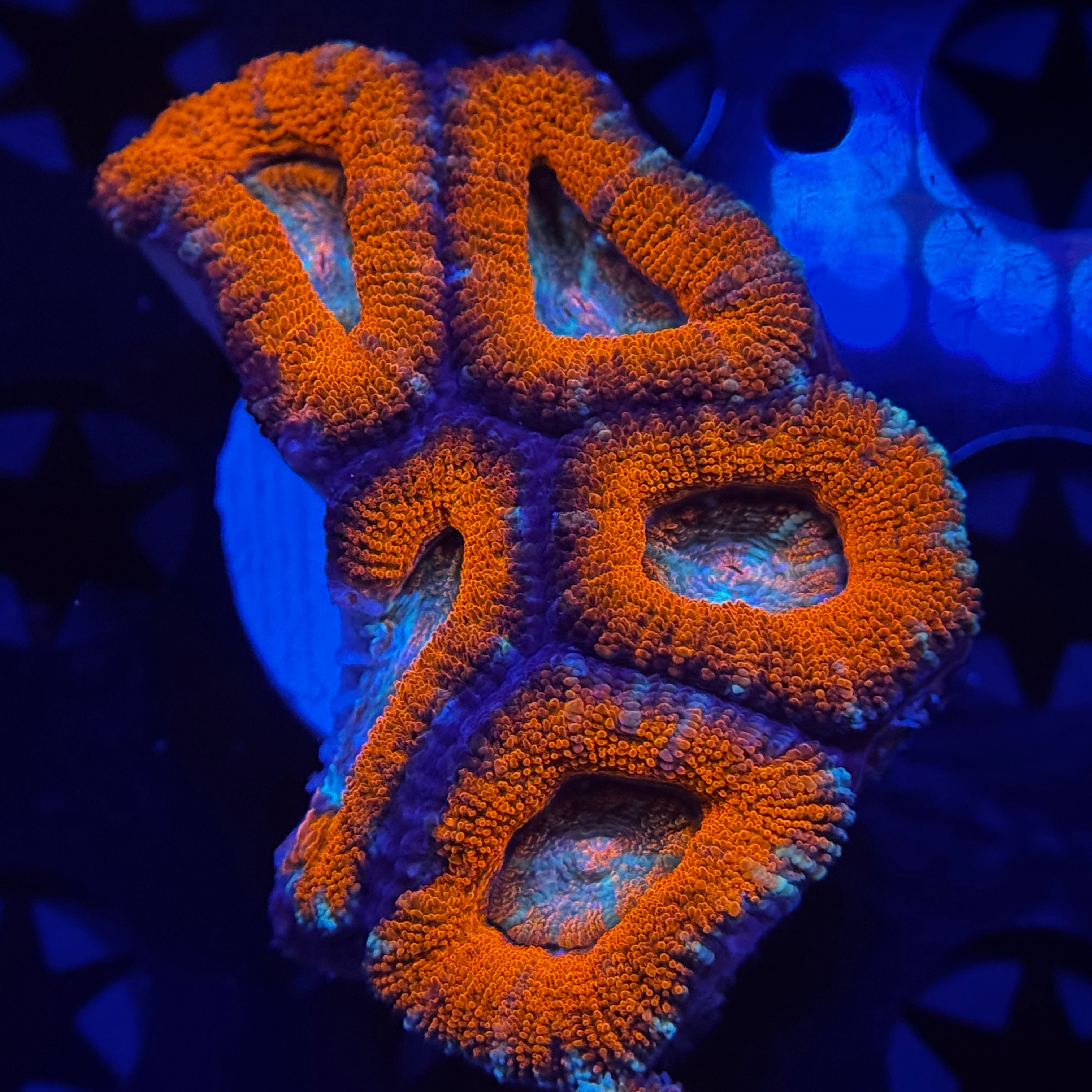 Rainbow Acan Lord - Mini Colony