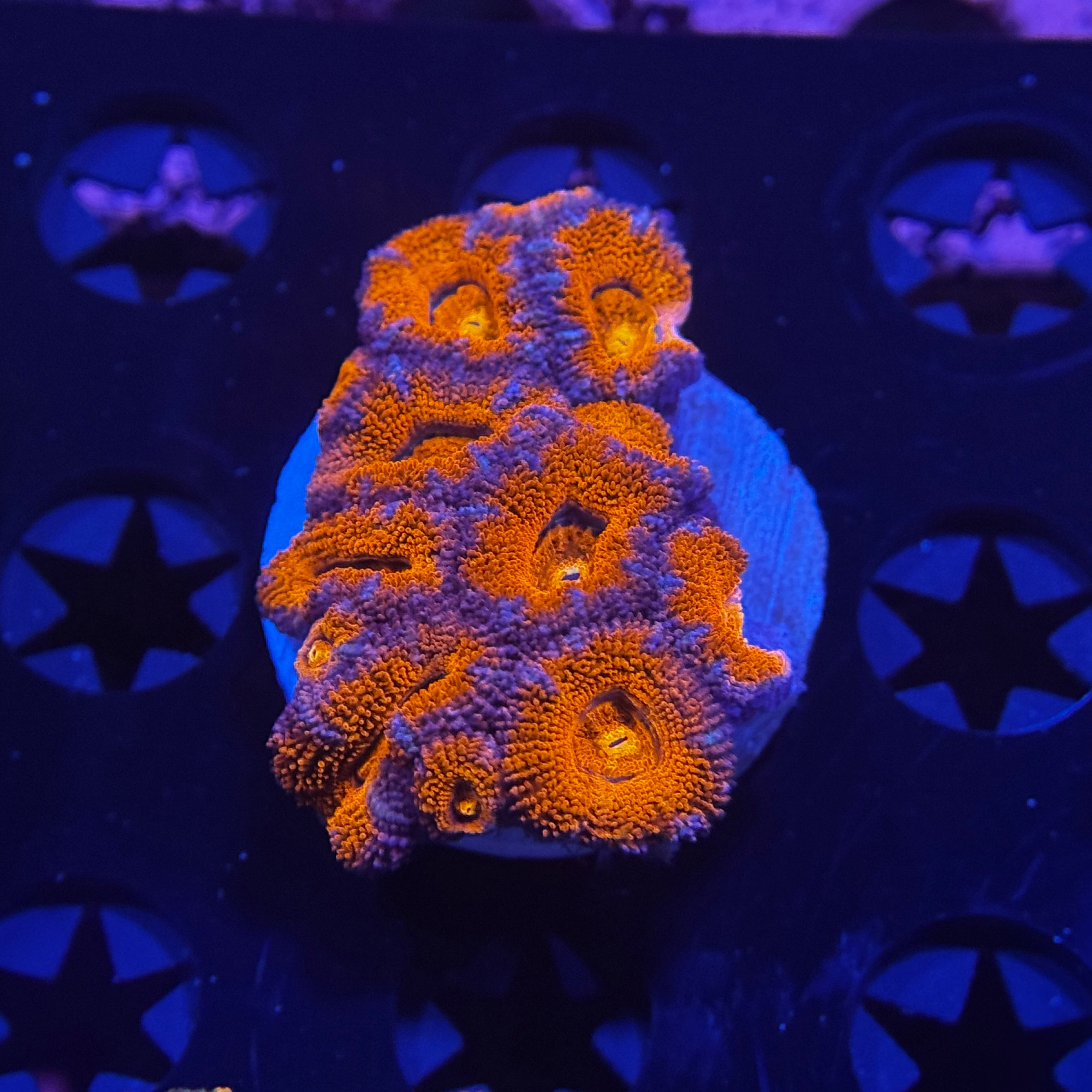 Rainbow Acan Lord - Mini Colony
