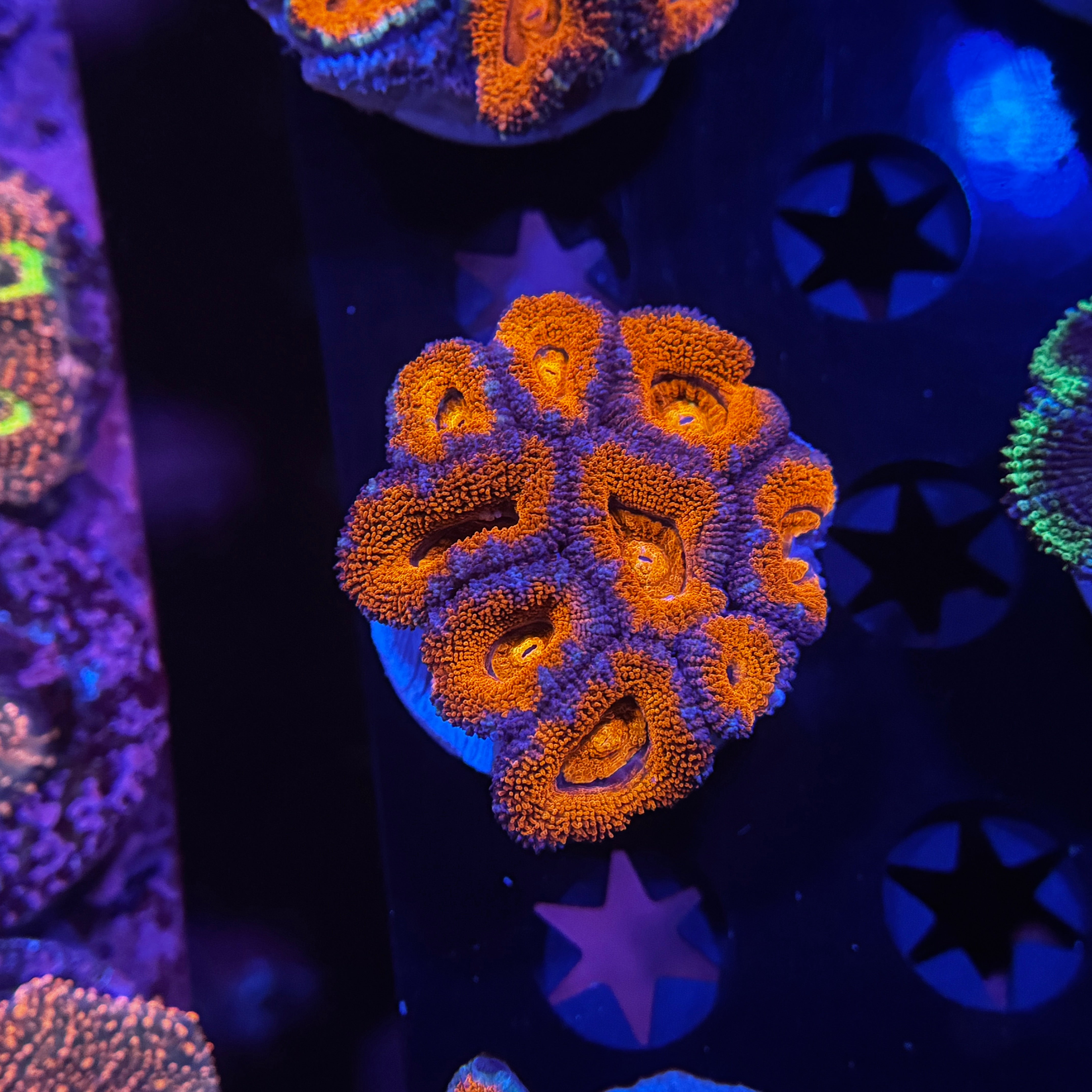 Rainbow Acan Lord - Mini Colony