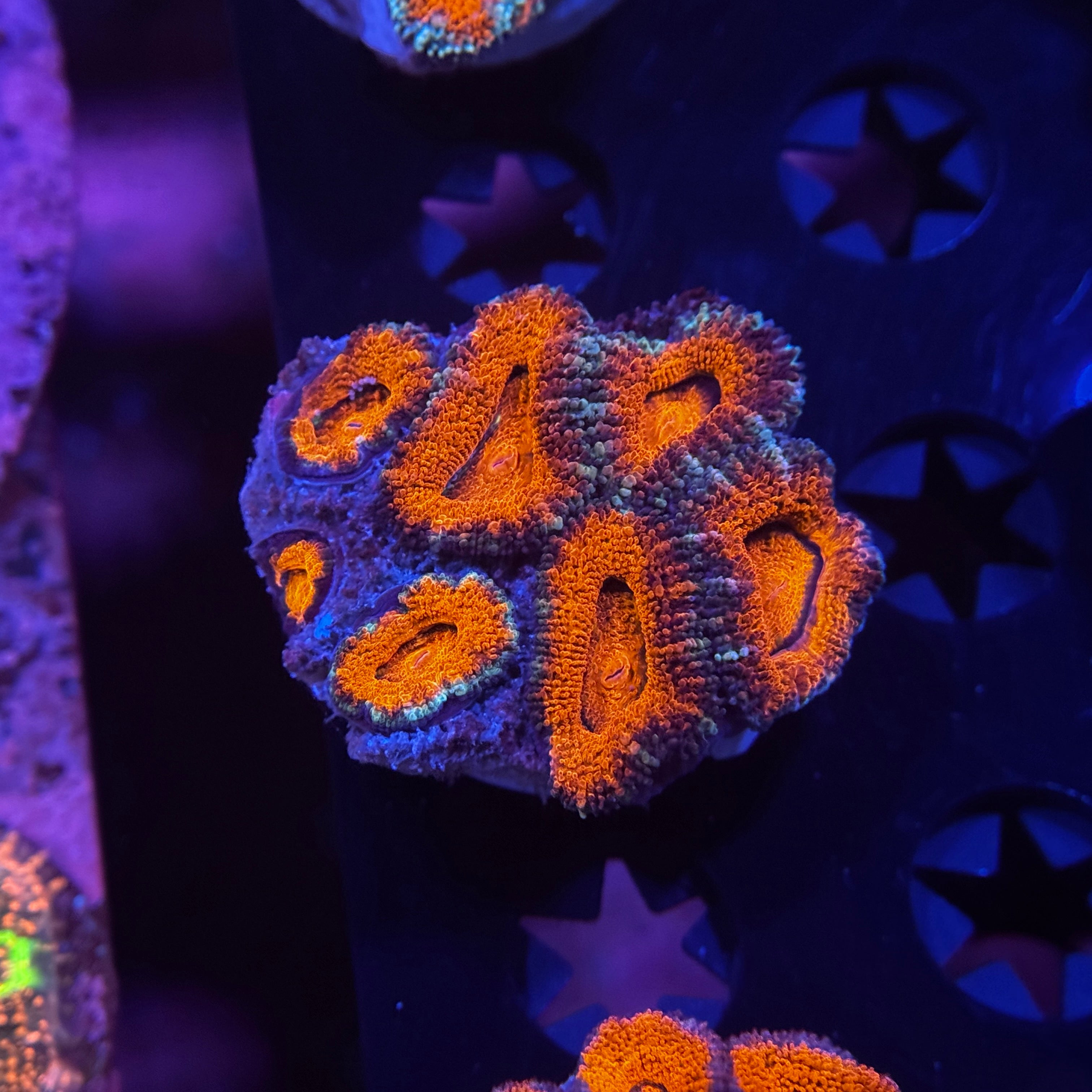 Rainbow Acan Lord - Mini Colony