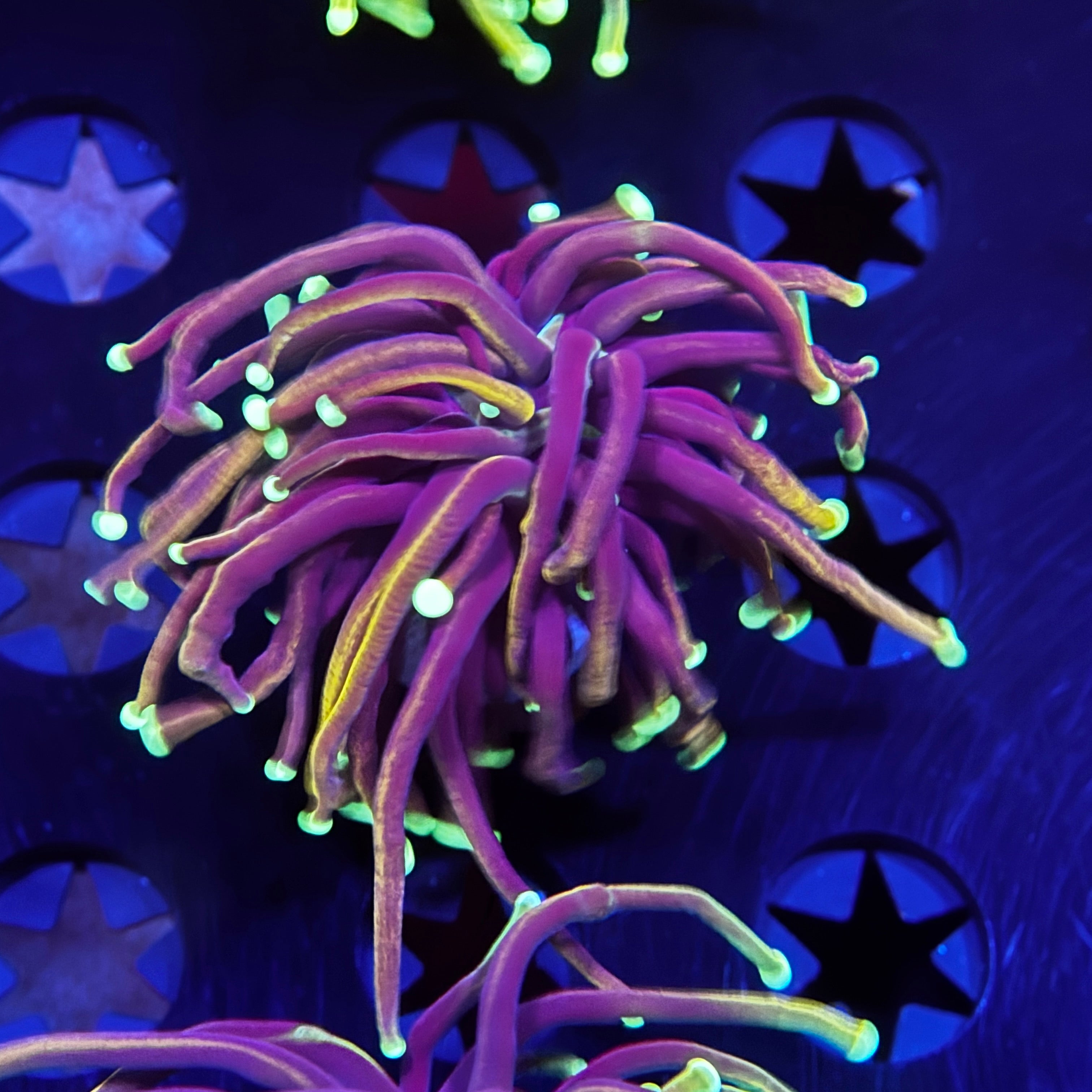 Glow Tip Gold Torch 8