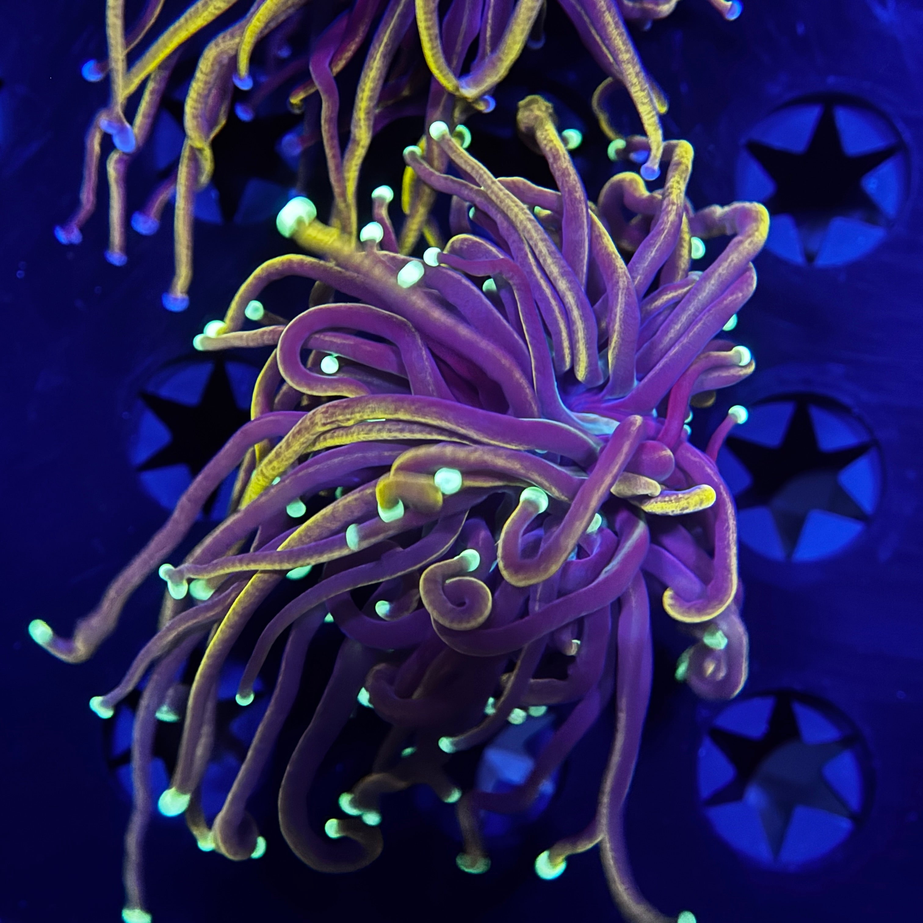 Glow Tip Gold Torch 7