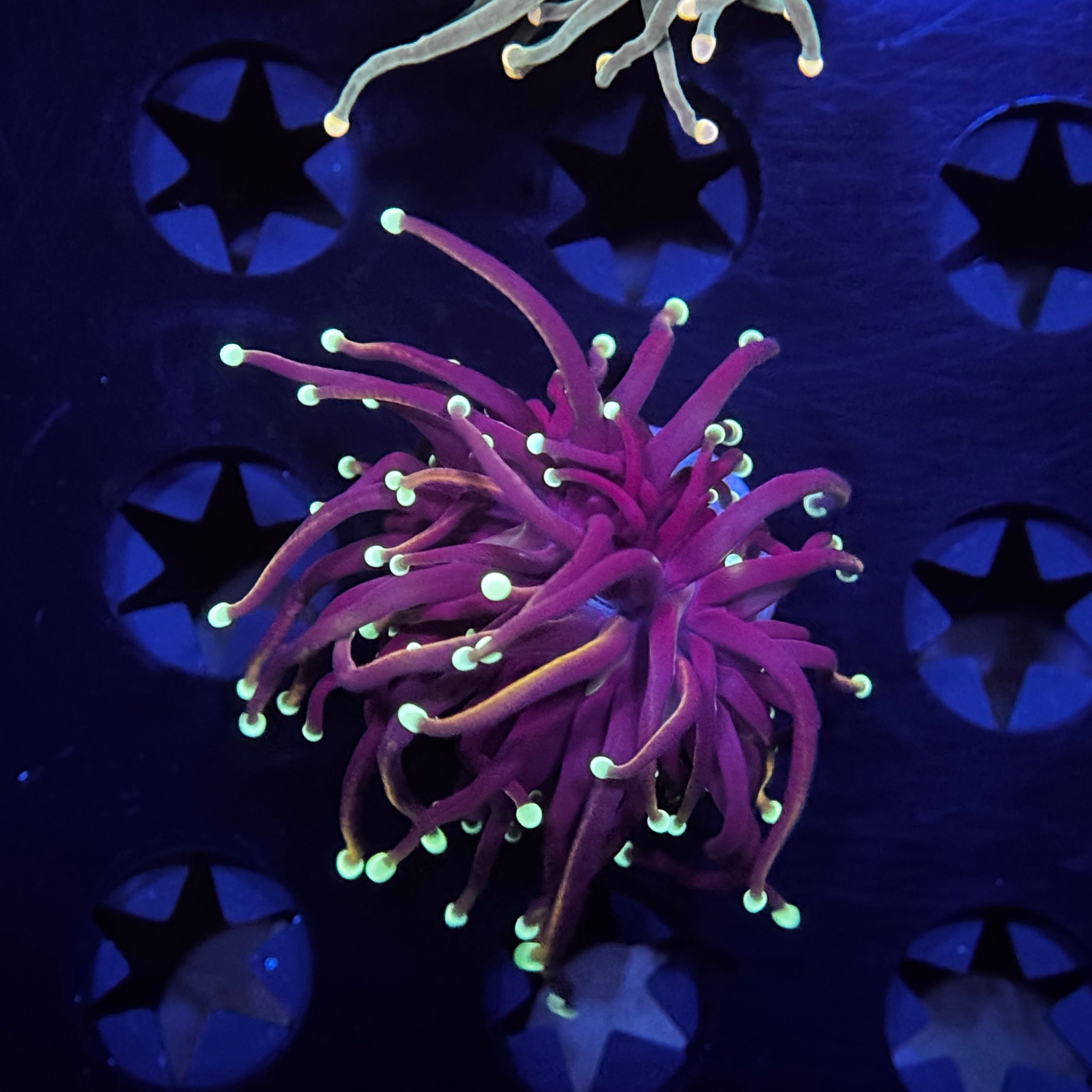 Glow Tip Gold Torch 6