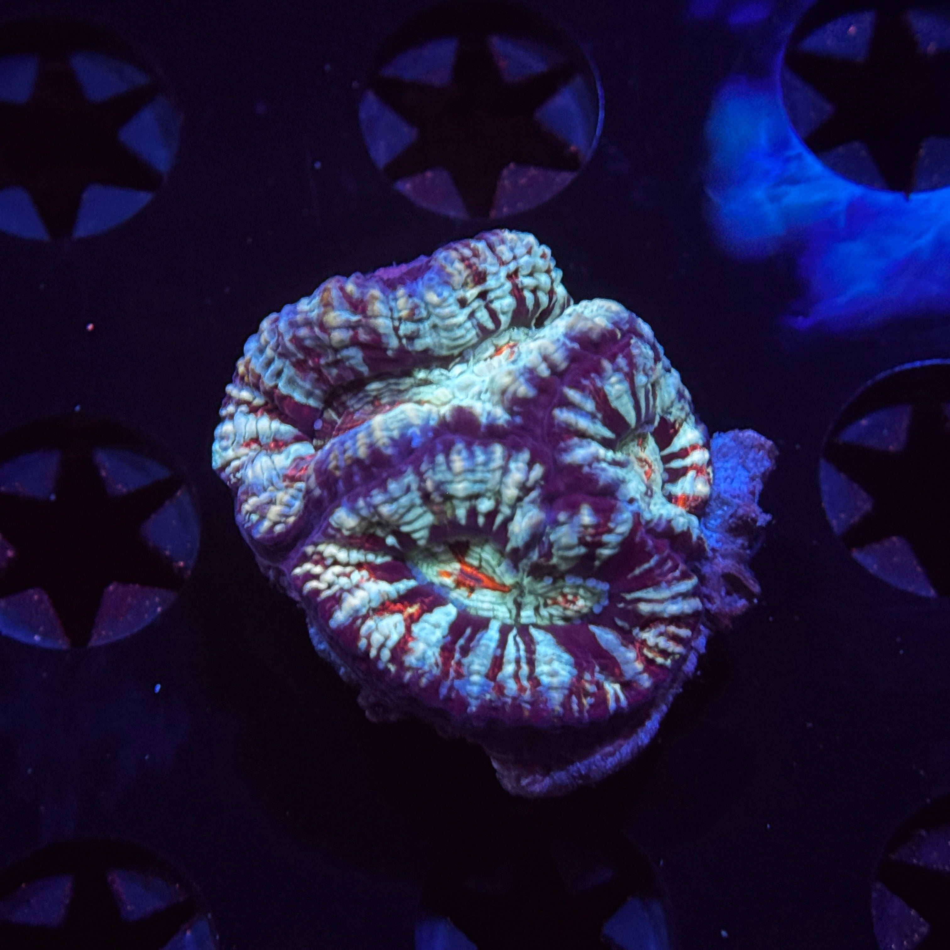 Rainbow Welsoni - Mini