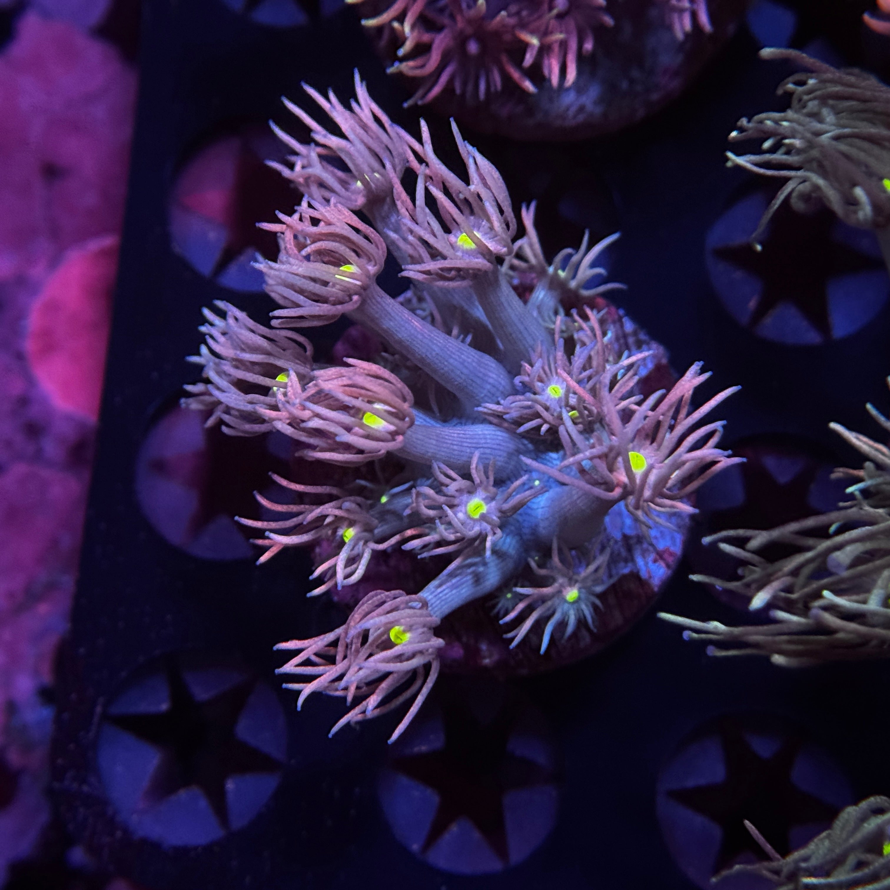 My Little Pony Goniopora