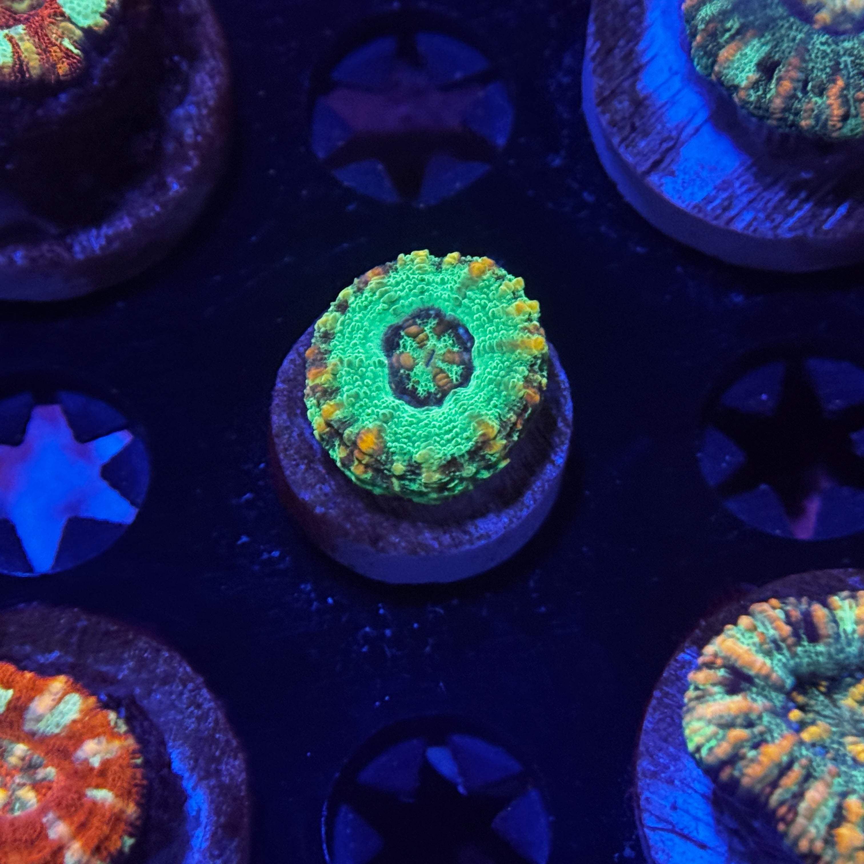 Green Button Scolymia