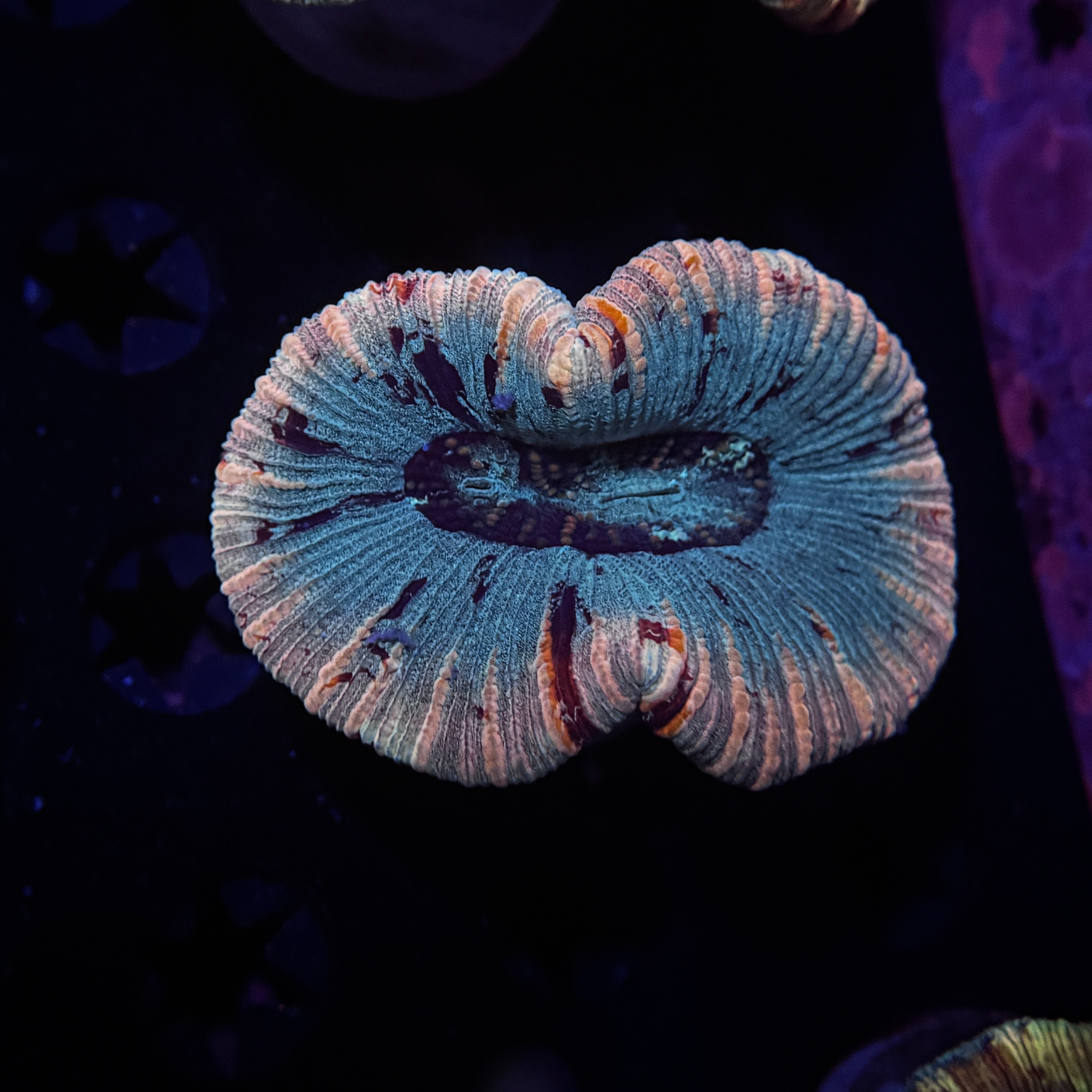 Pink Trachyphyllia Brain Coral