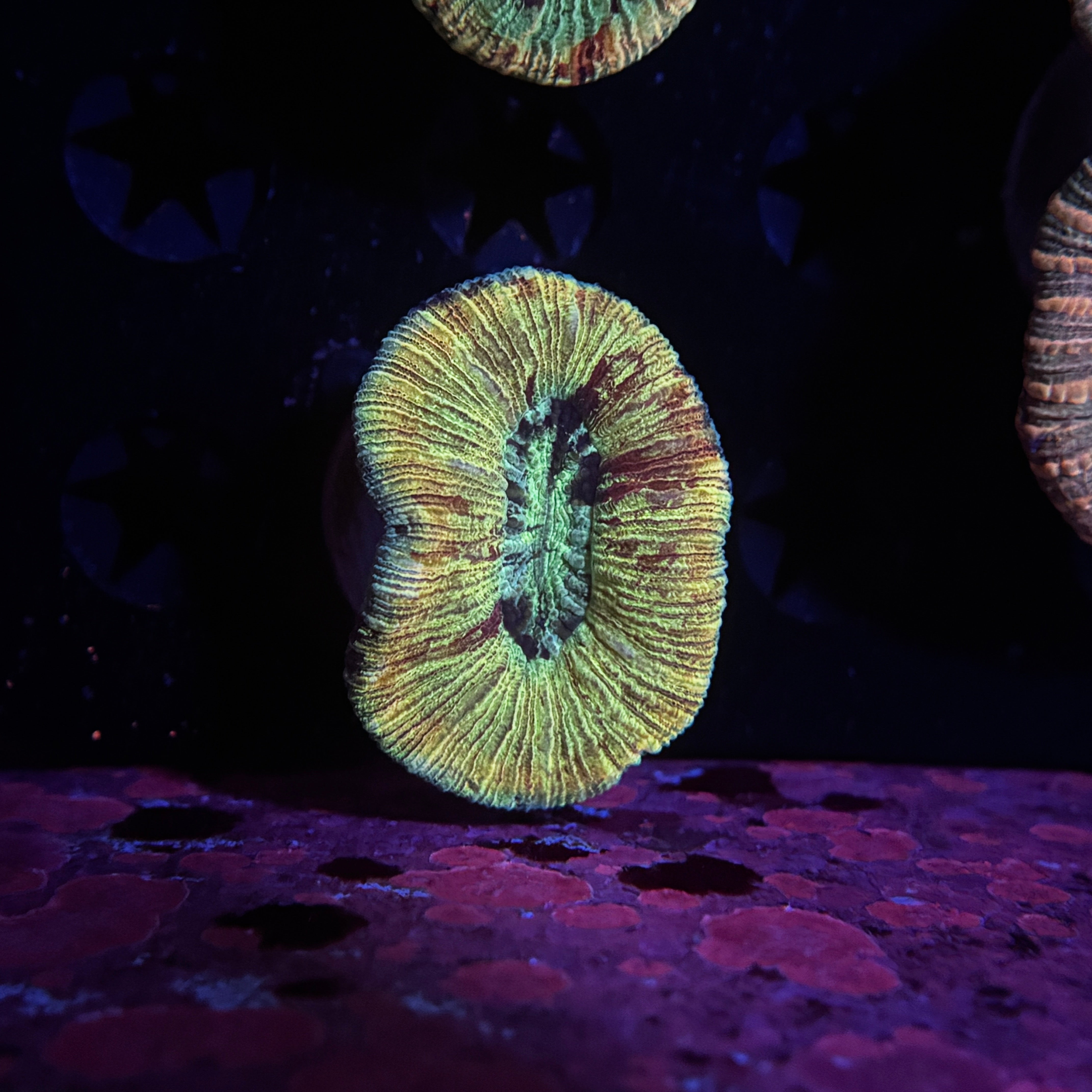 Rainbow Trachyphyllia Brain Coral