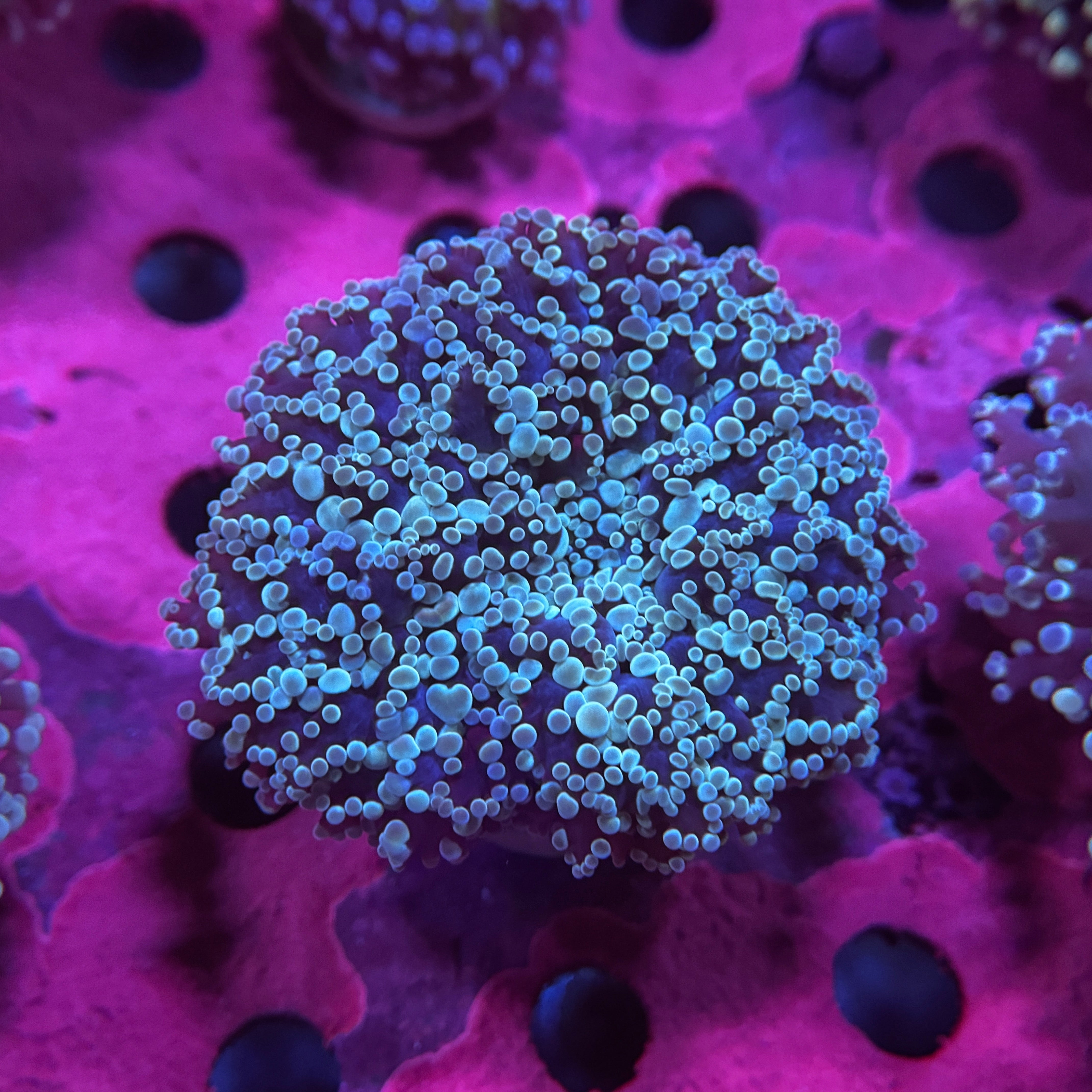 Metallic Blue Kingspawn