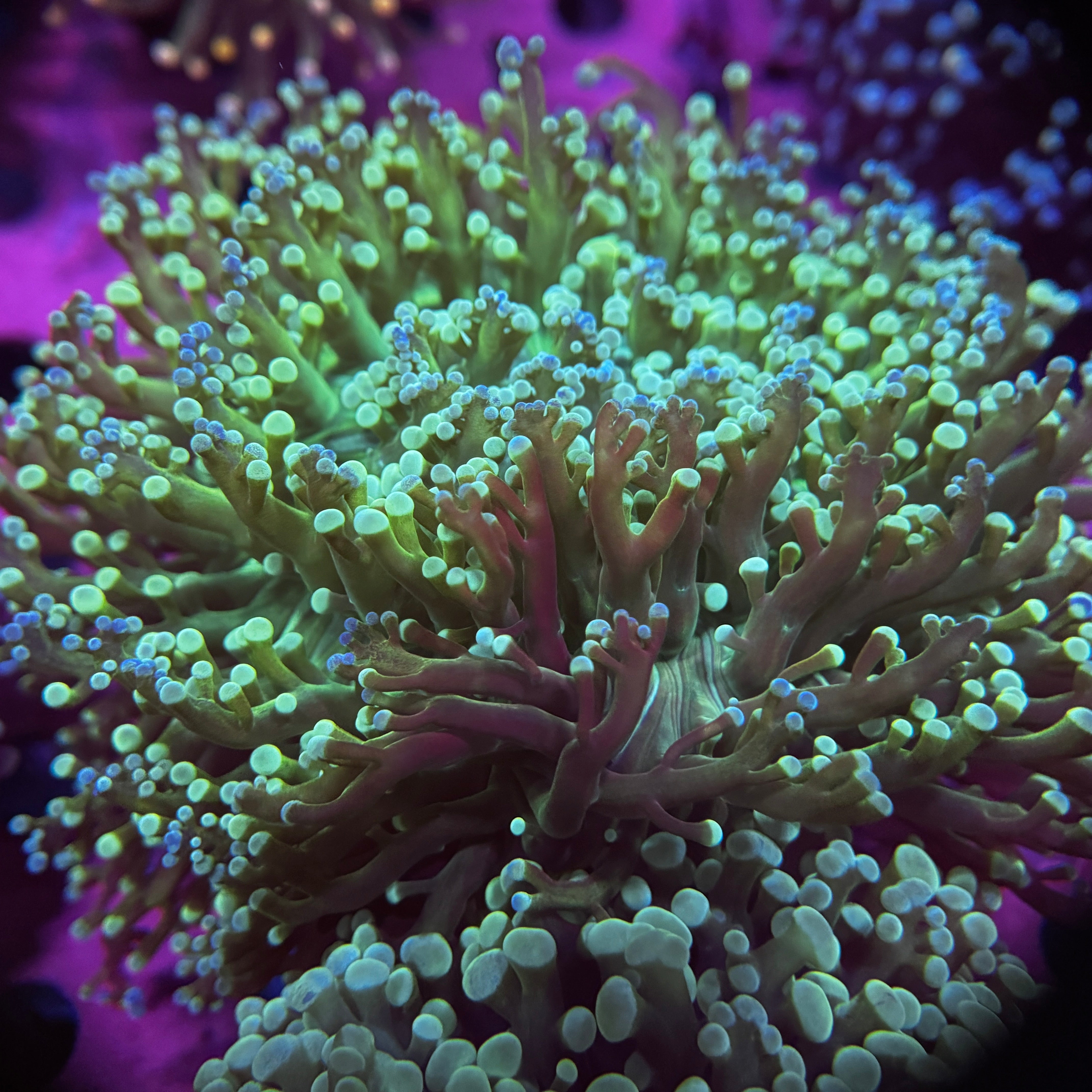 Splatter Green Kingspawn