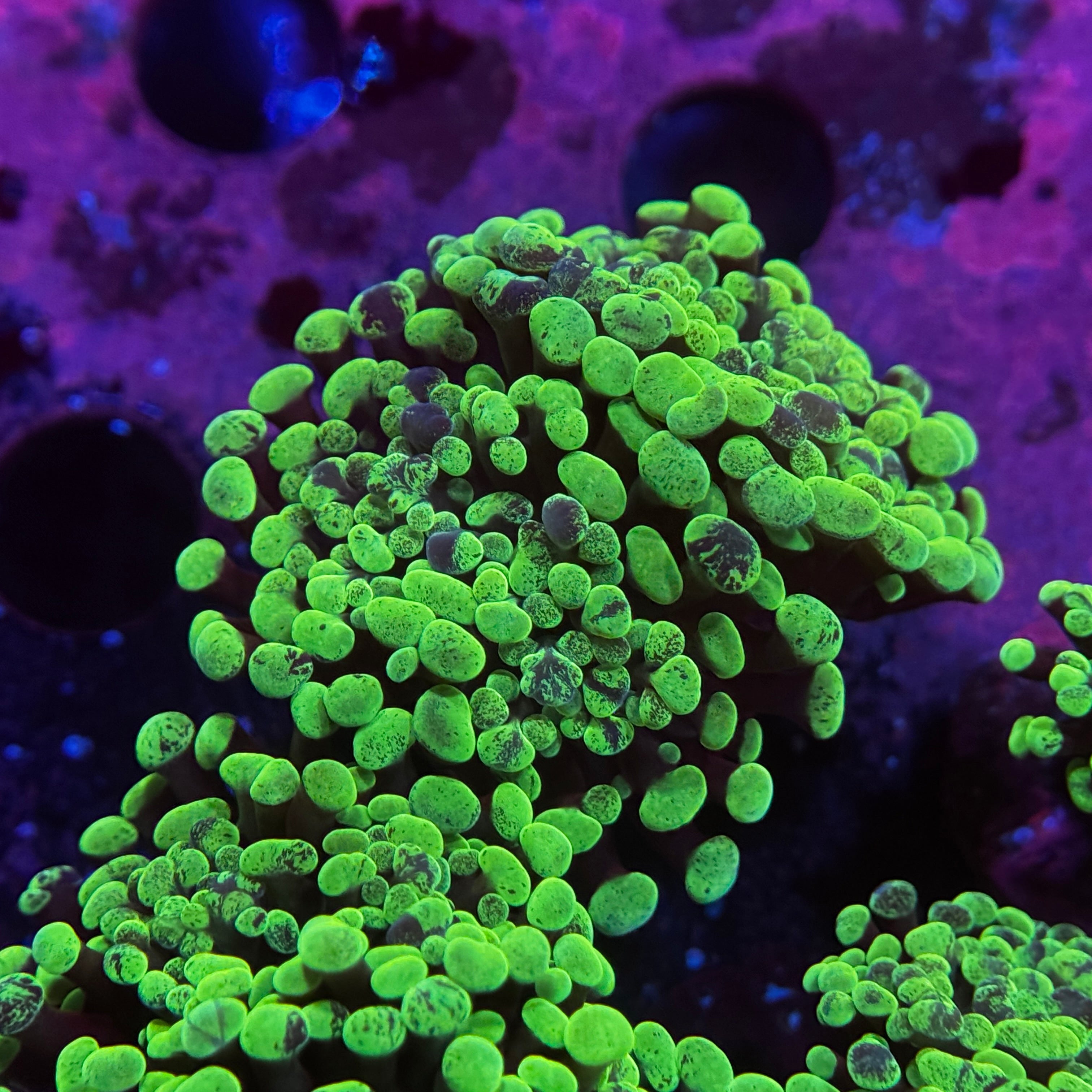 Green Splatter Hammer