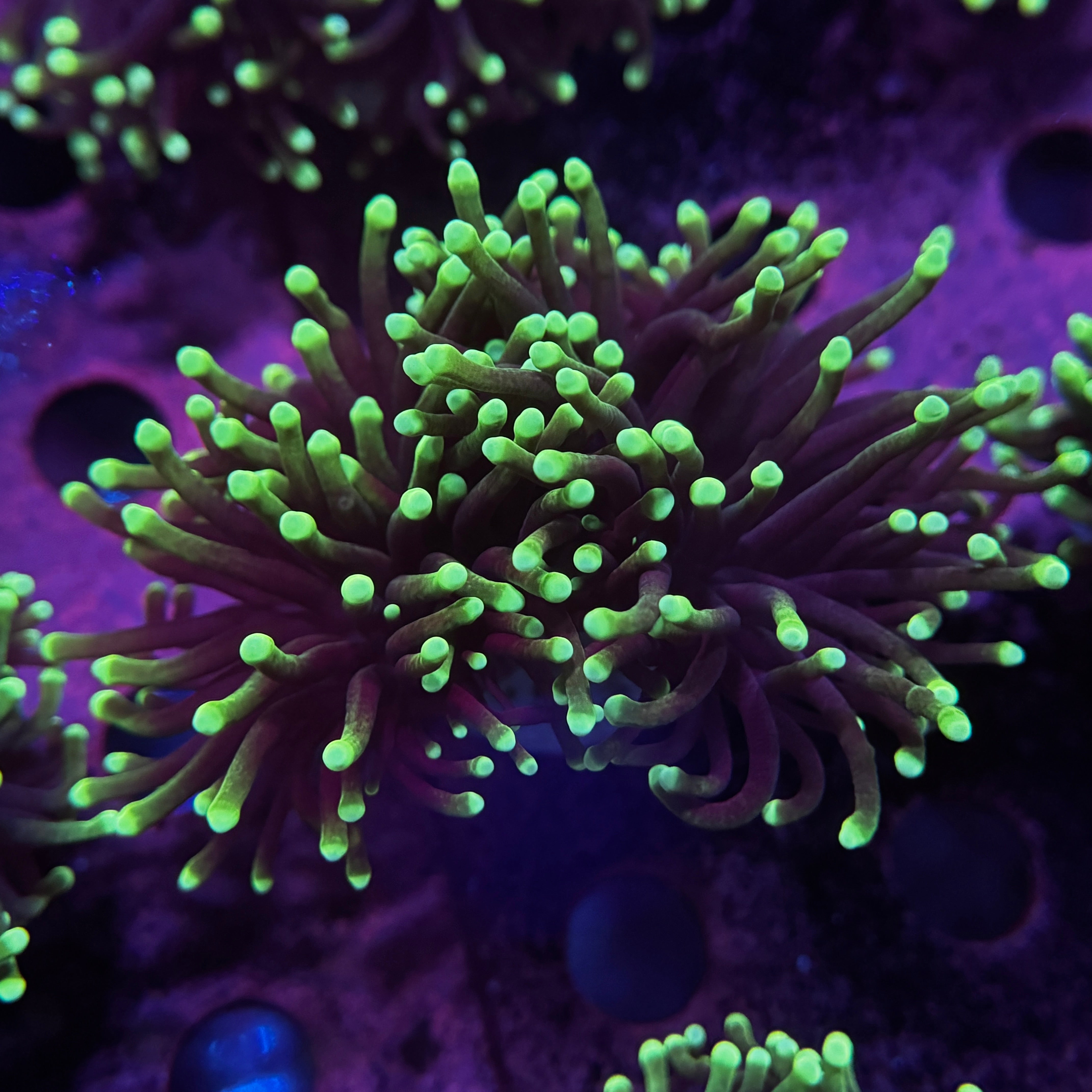 Aussie Highlighter Torch Cluster