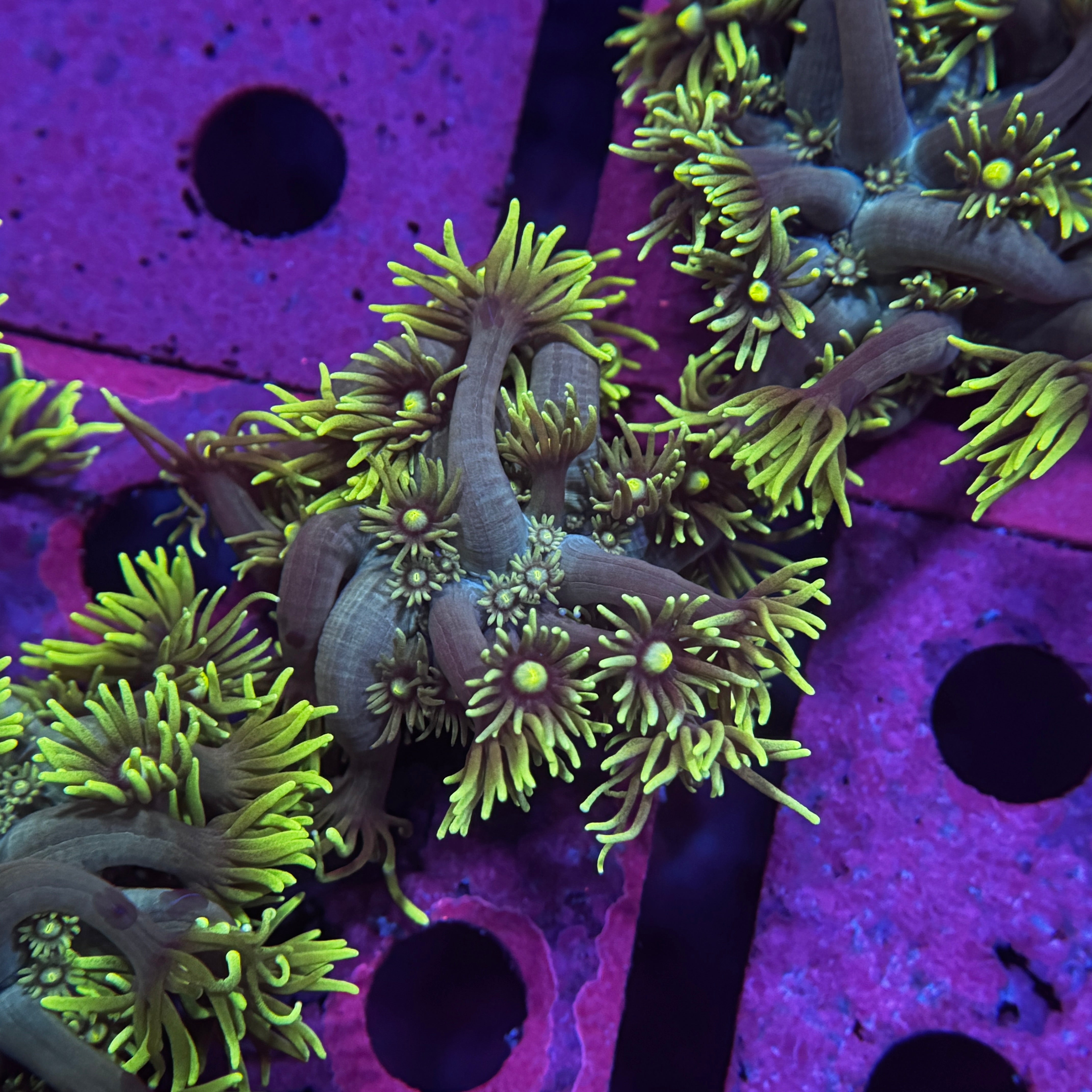 Master Yoda Goniopora