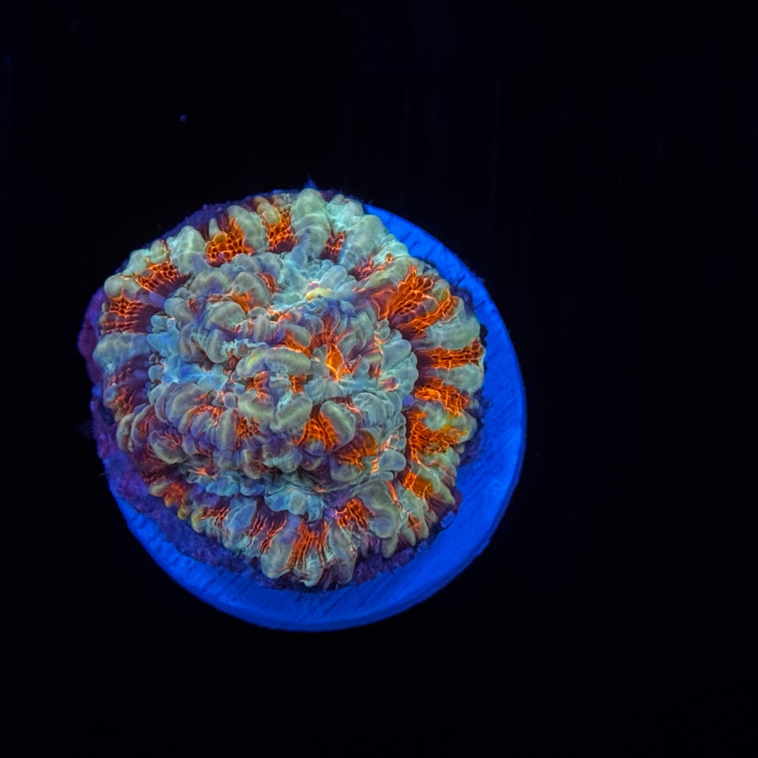 Showpiece Welsoni (Golfball Size)