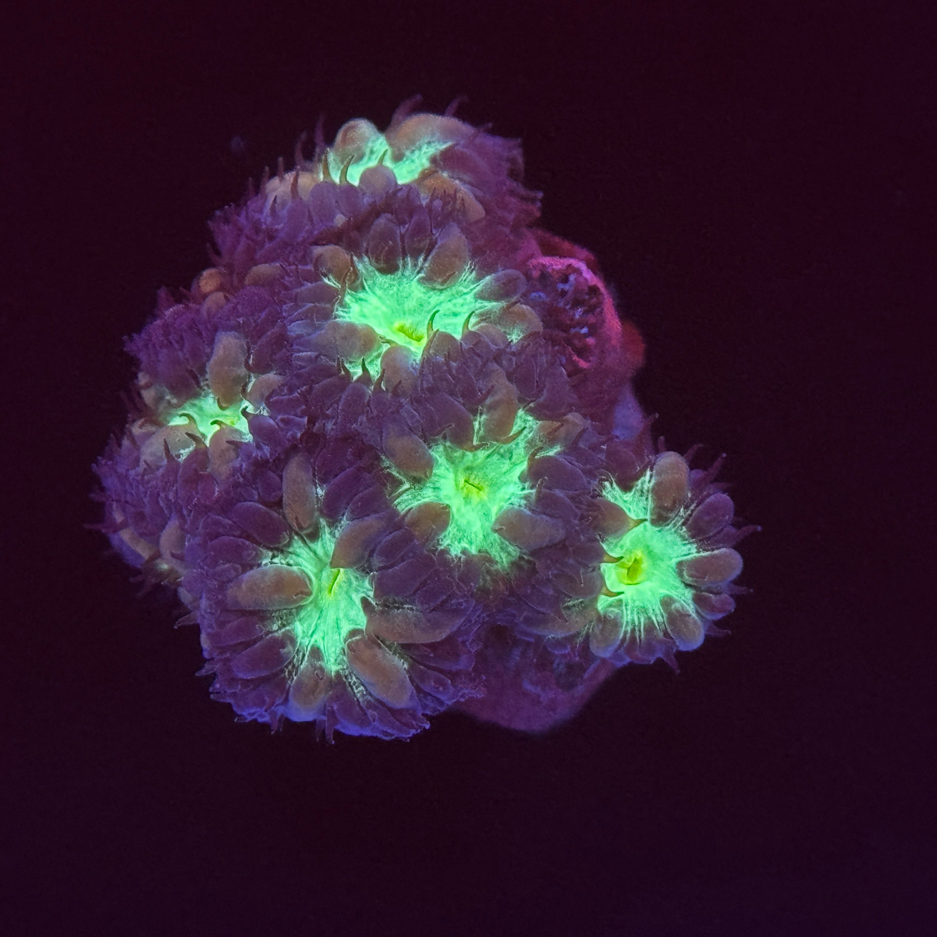 Gold Dragon Blastomussa Merletti