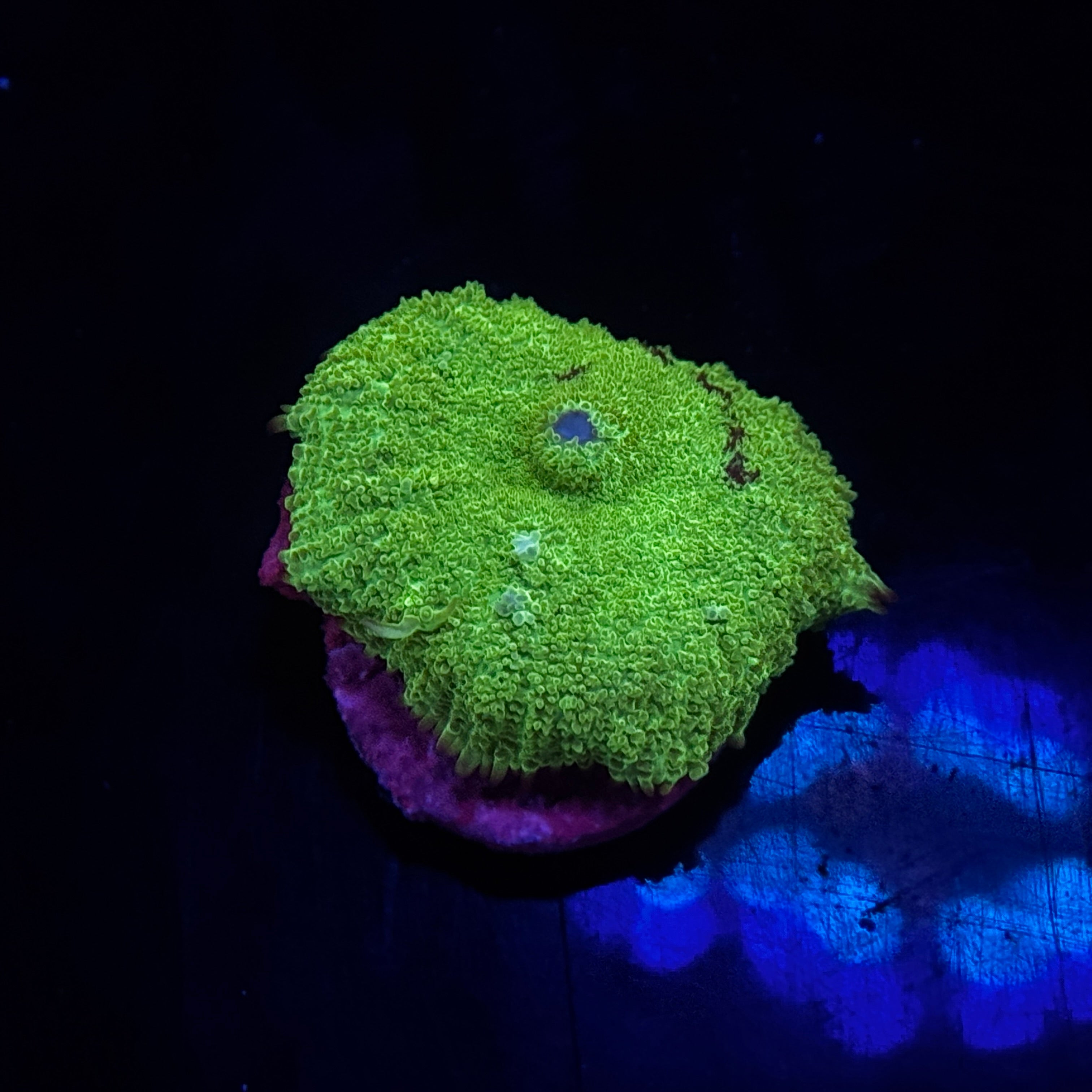 Kryptonite Rhodactus Mushroom