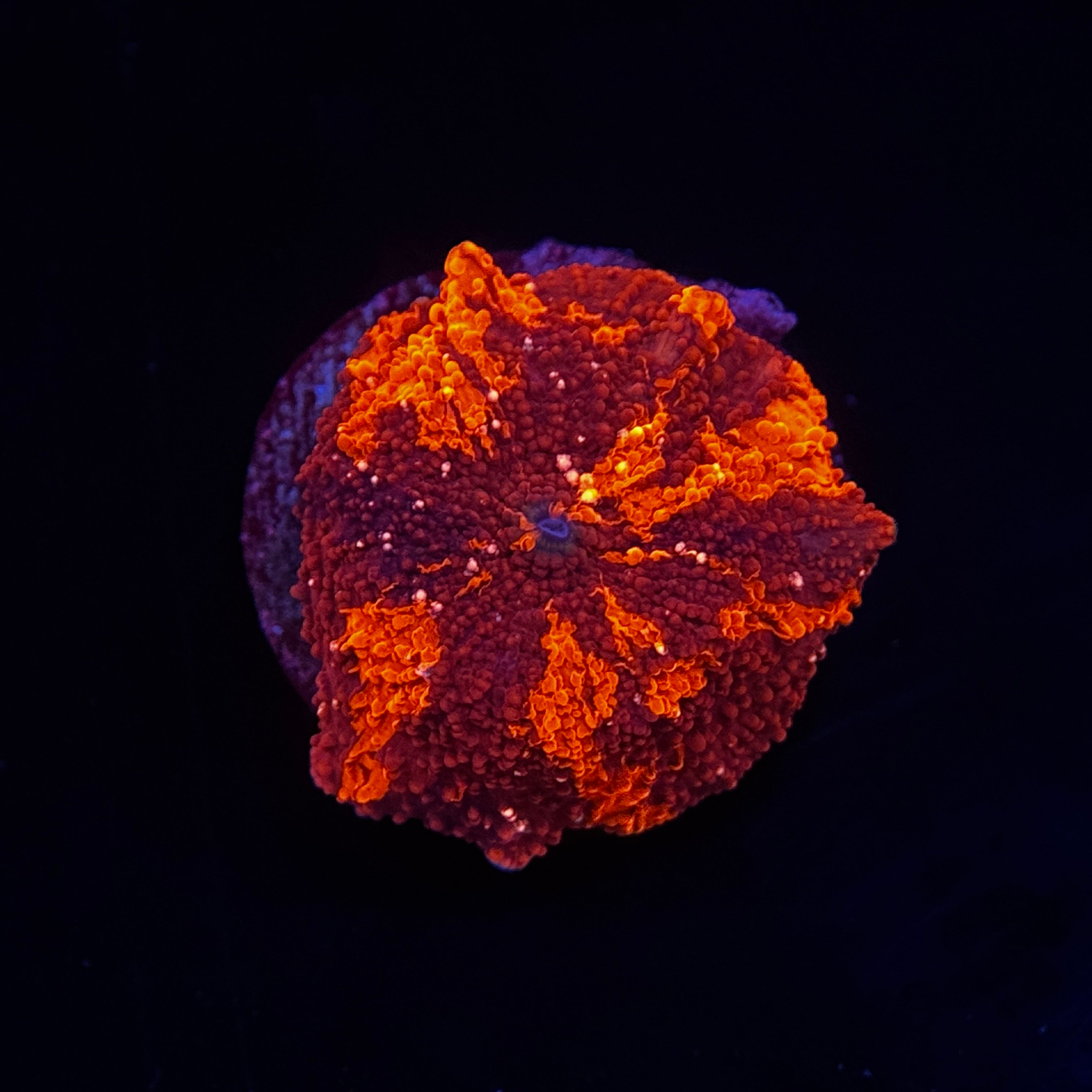 Ultra Deadpool Jawbreaker Mushroom