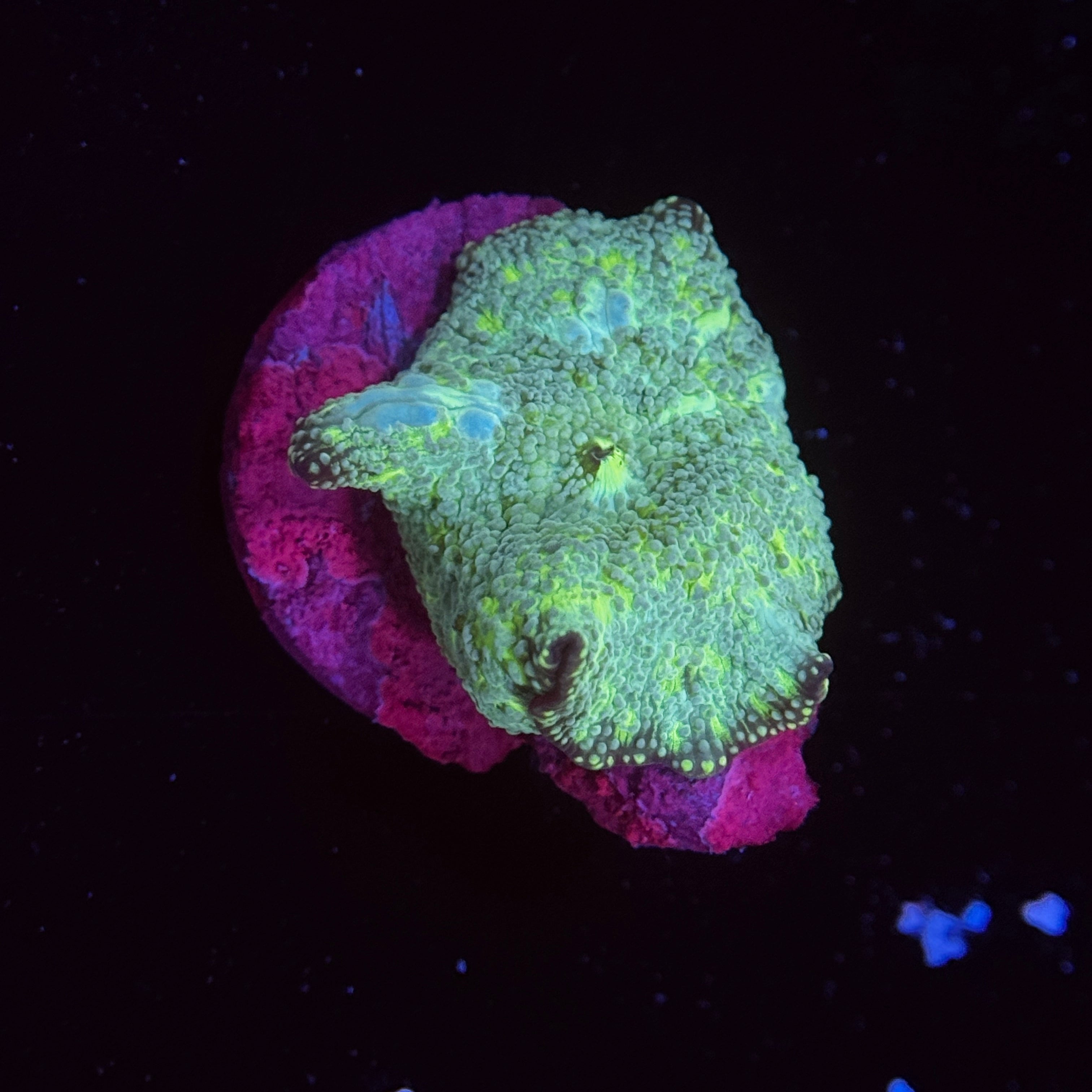 Shreks Swamp Discosoma Mushroom