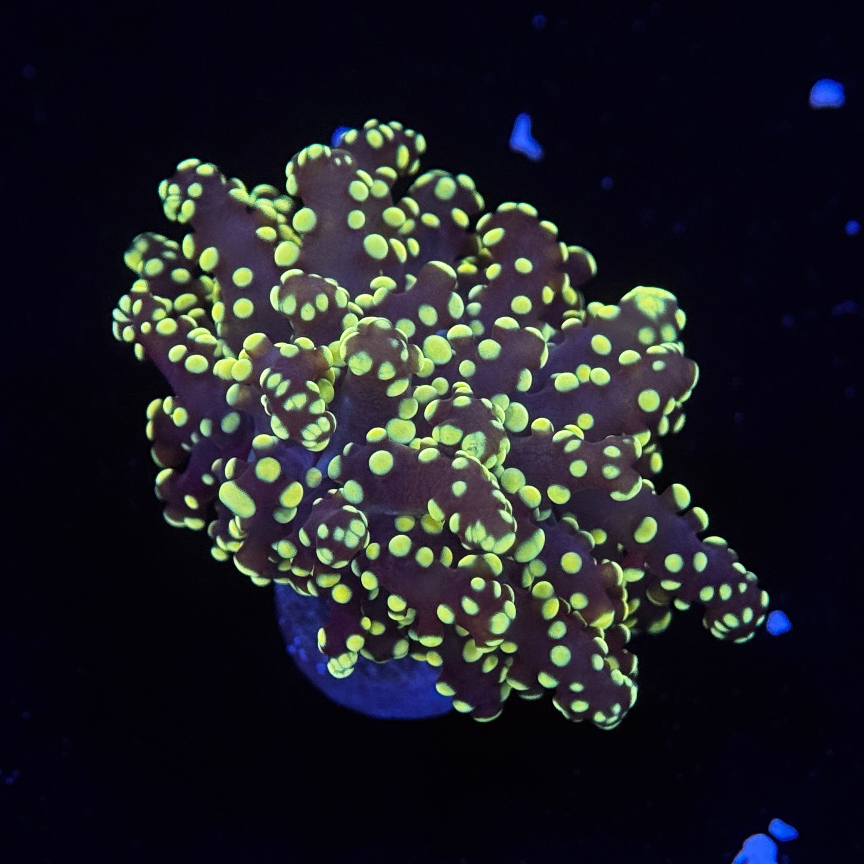 Neon Yaeyamaensis Frogspawn