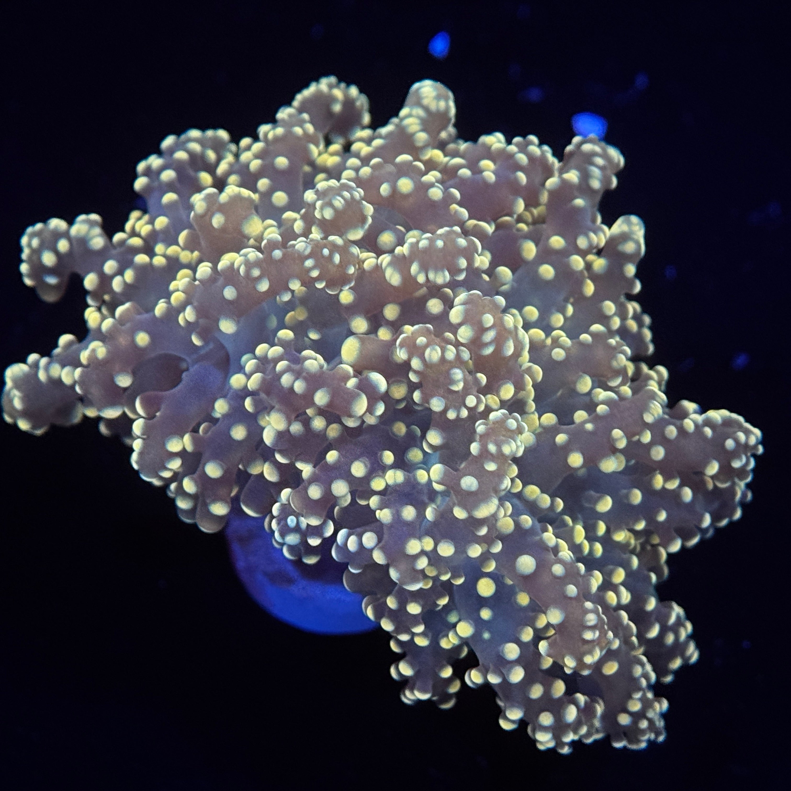 Yellow Yaeyamaensis Frogspawn