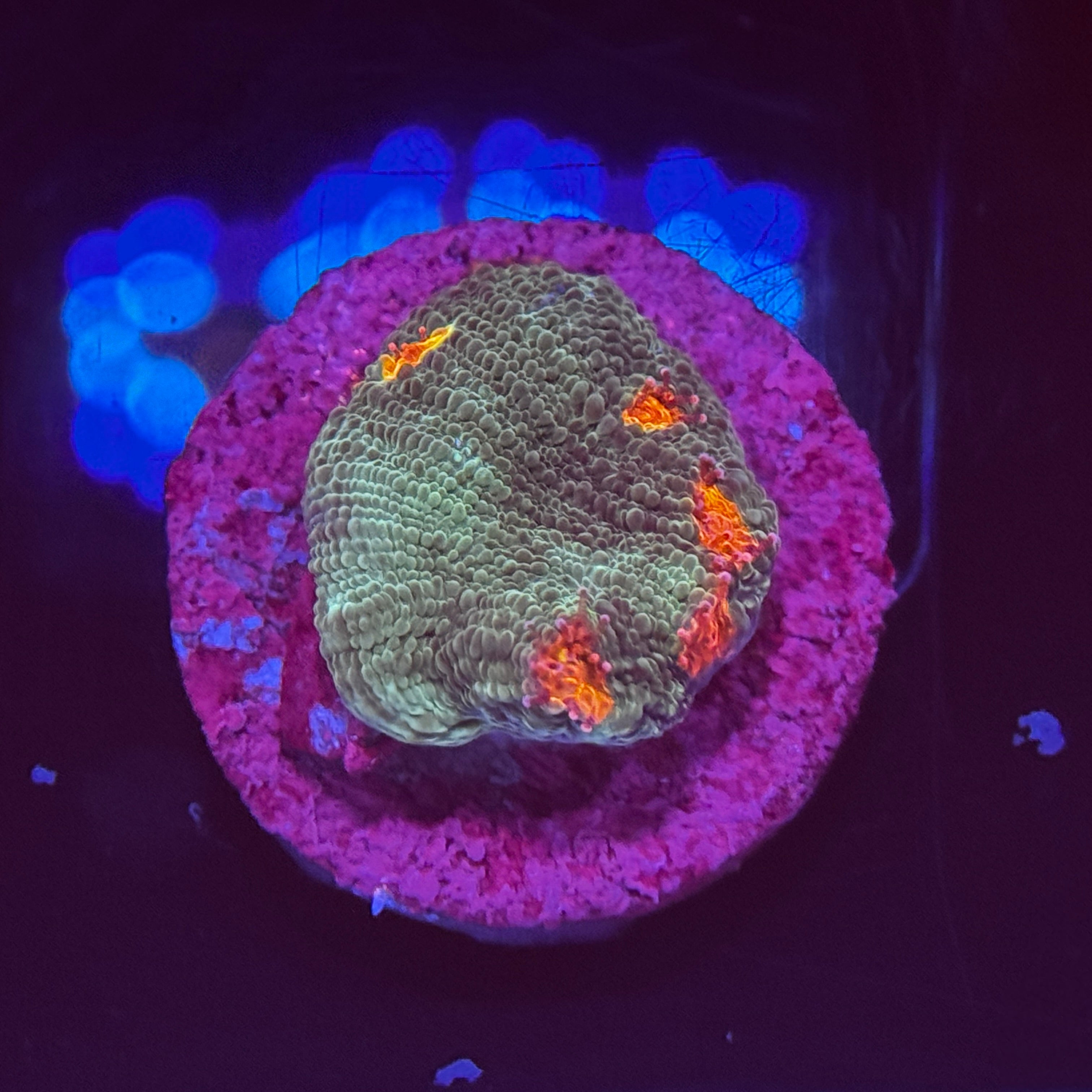 Miami Hurricane Chalice