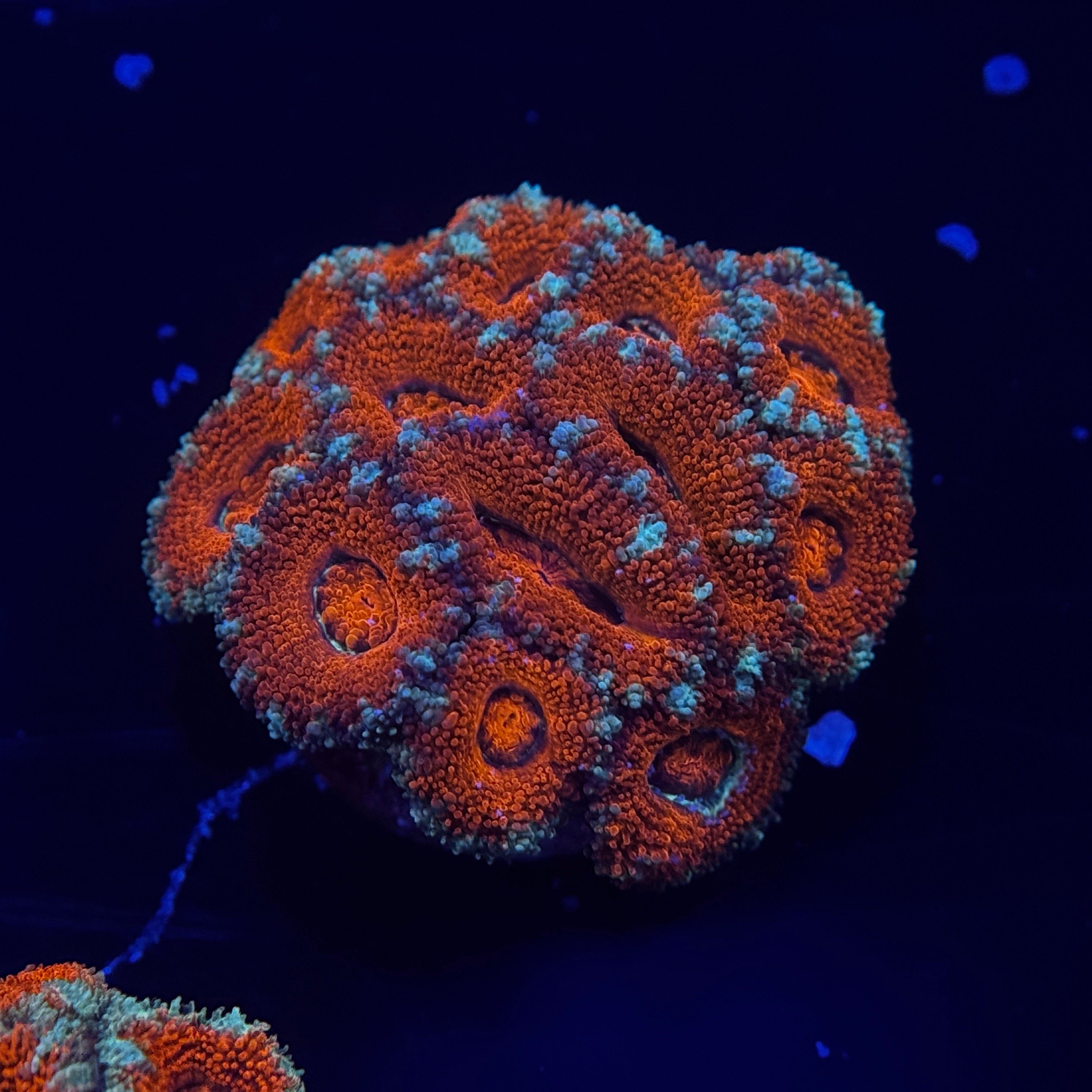 Acan Lord Cluster