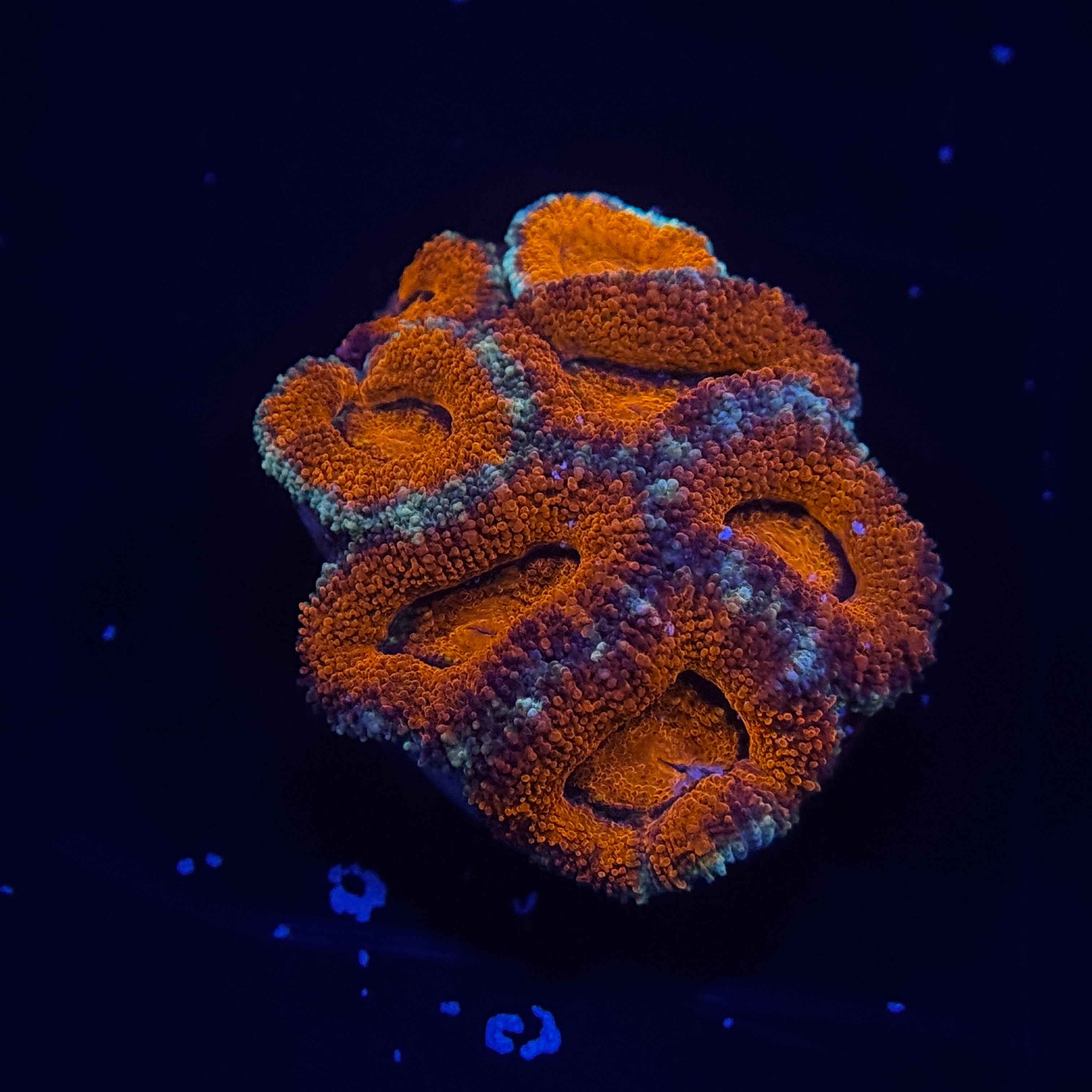 Acan Lord Cluster