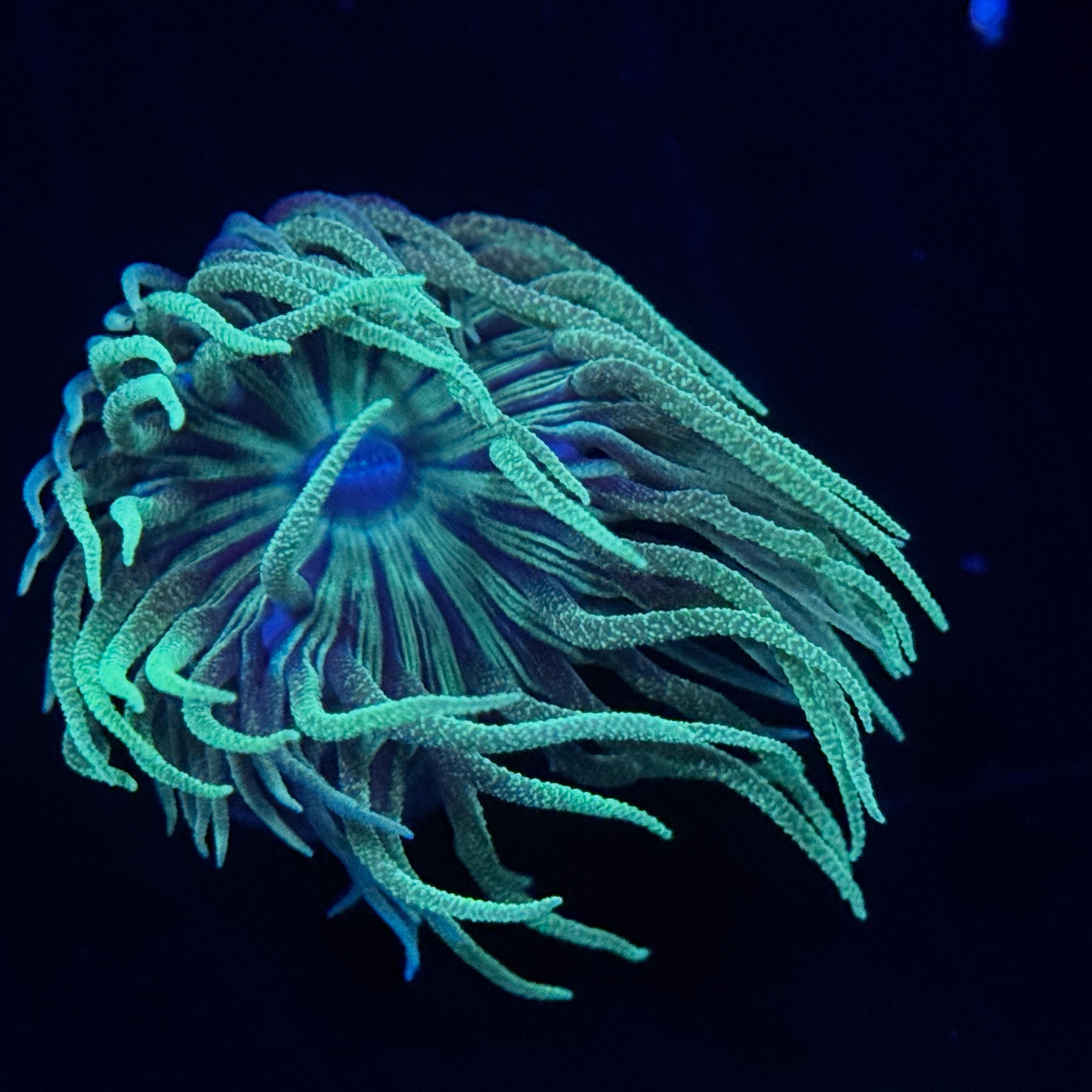 Aussie Striped Duncan