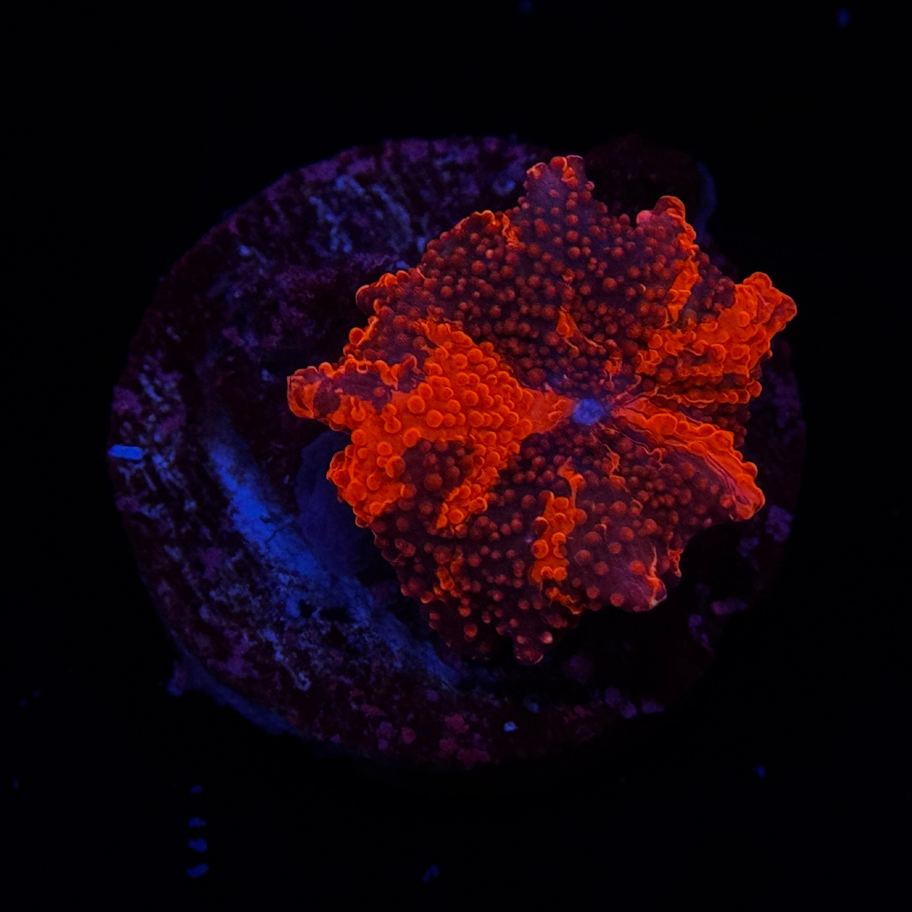 Ultra Deadpool Jawbreaker Mushroom