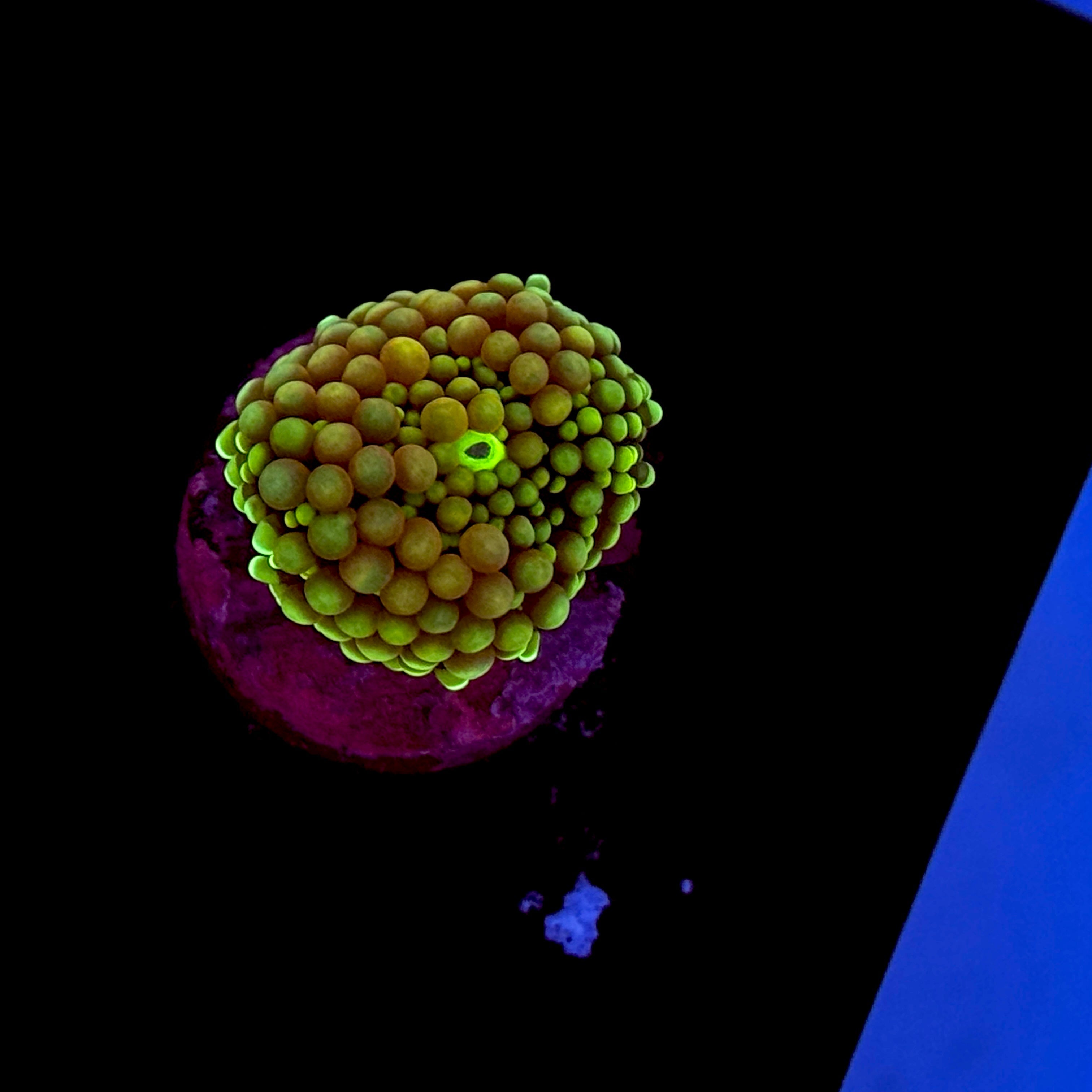 Rainbow Florida Ricordia