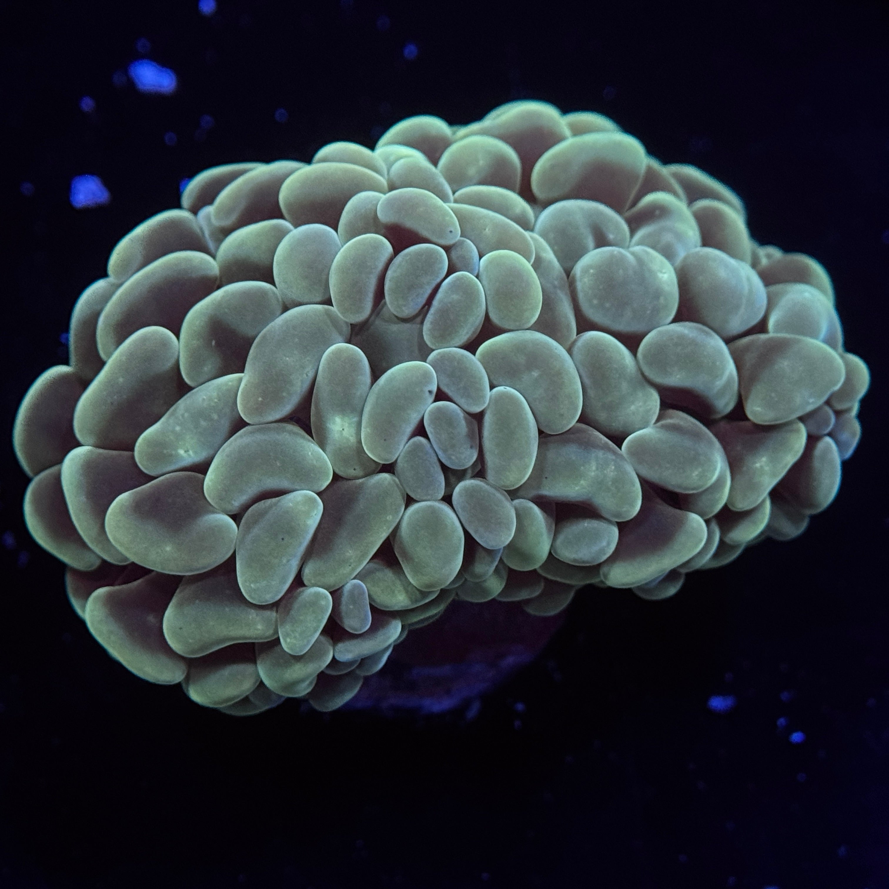 Aussie Fathead Hammer