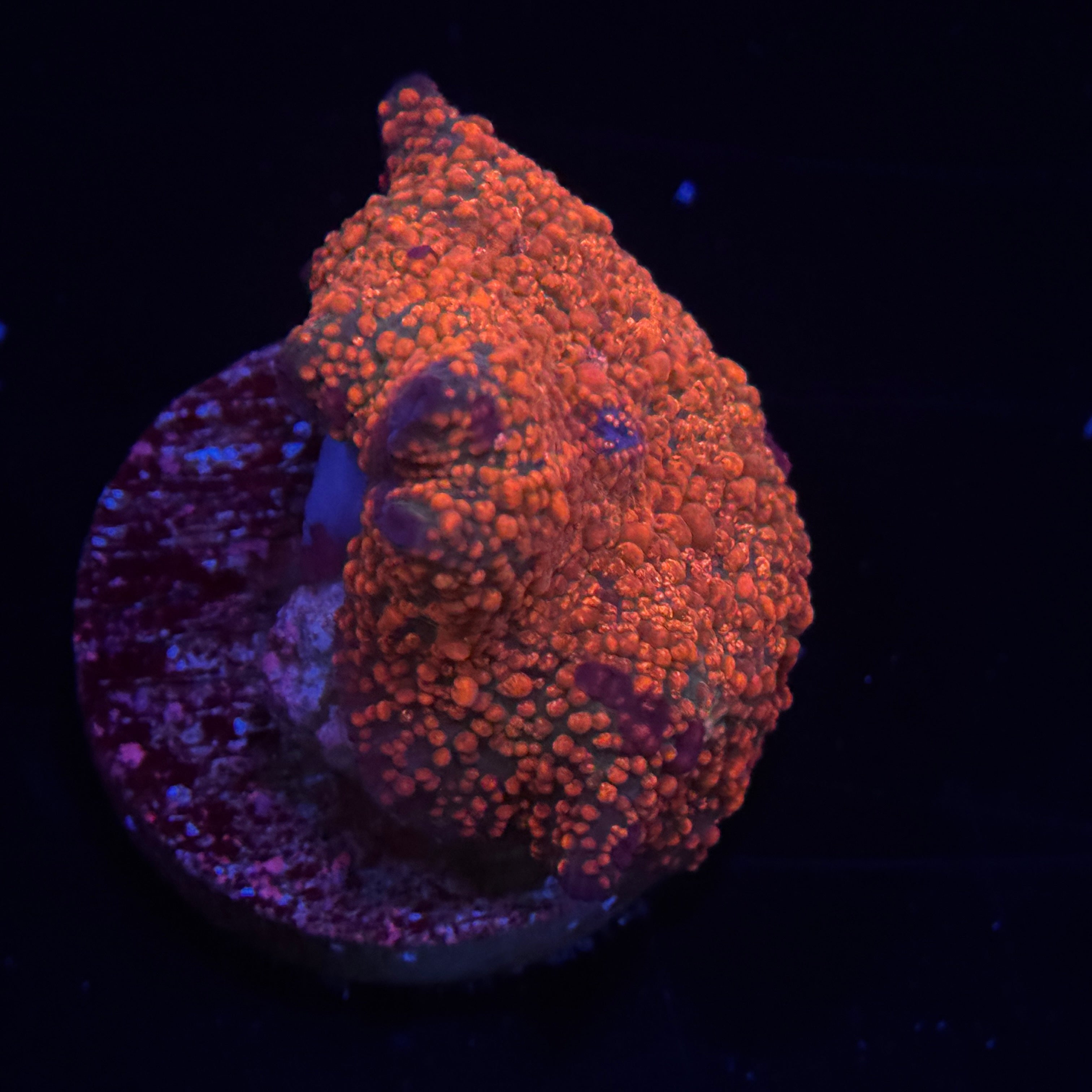 Candy Apple Speckled Mushroom