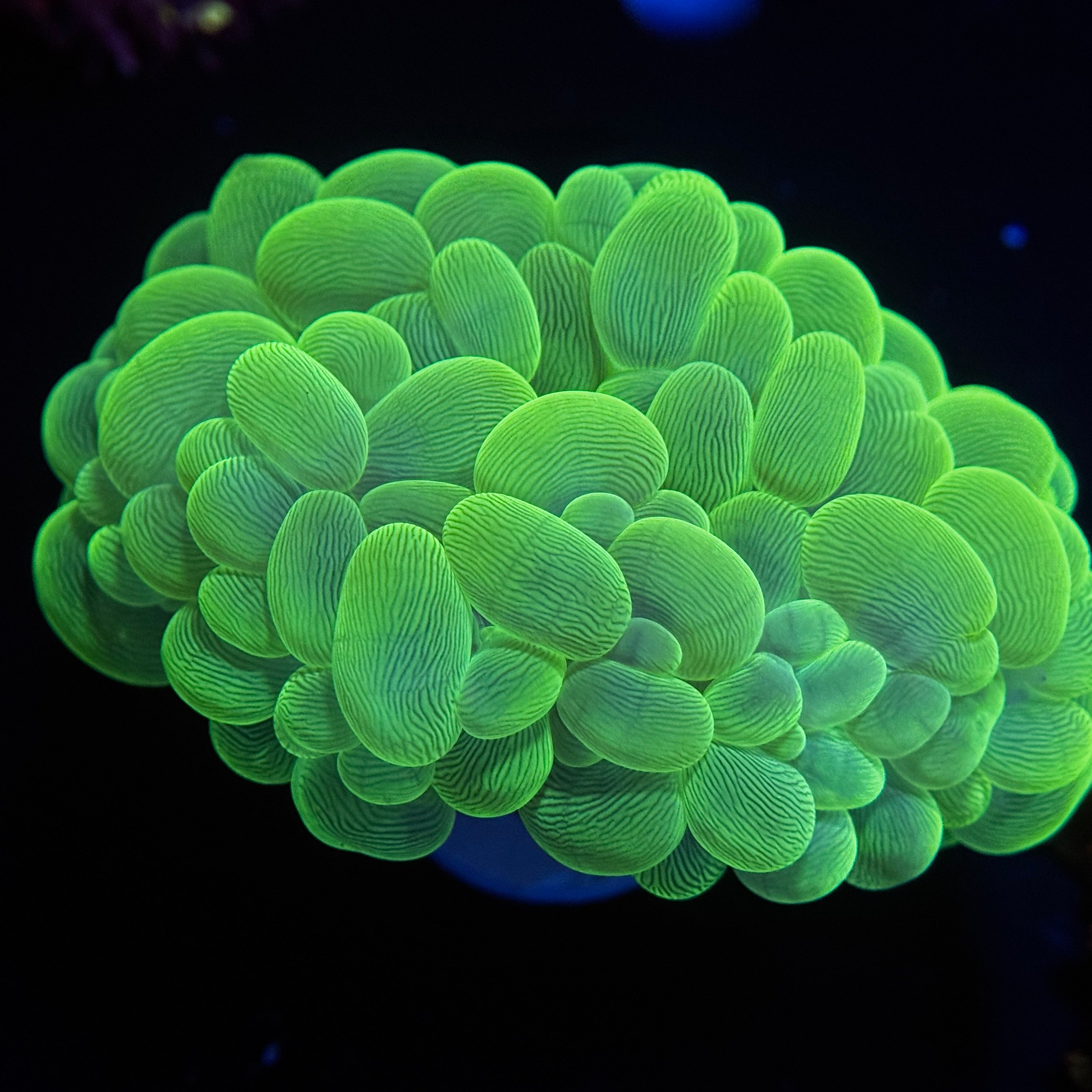 Neon Green Bubble Coral Colony