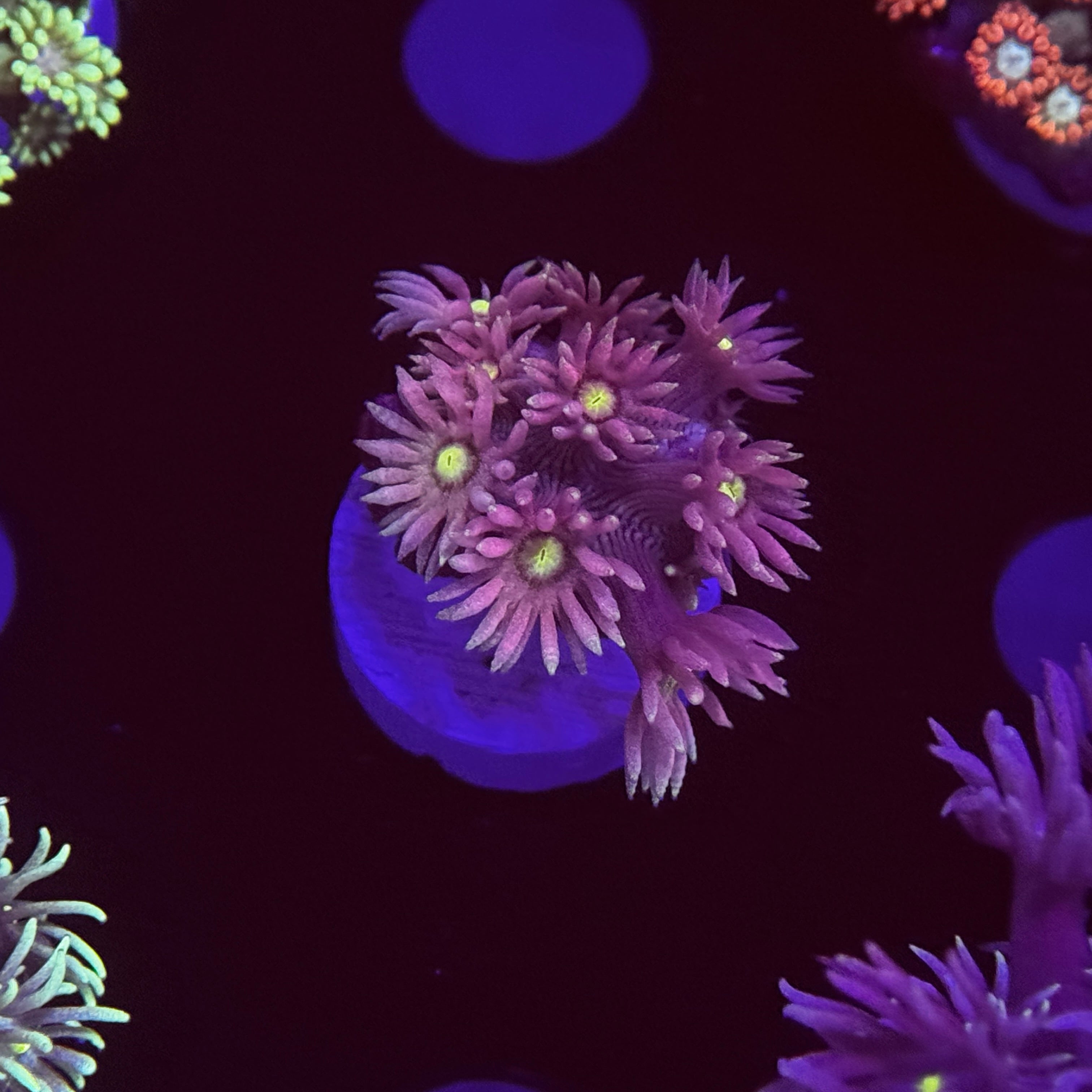 Flamma Mamma Goniopora