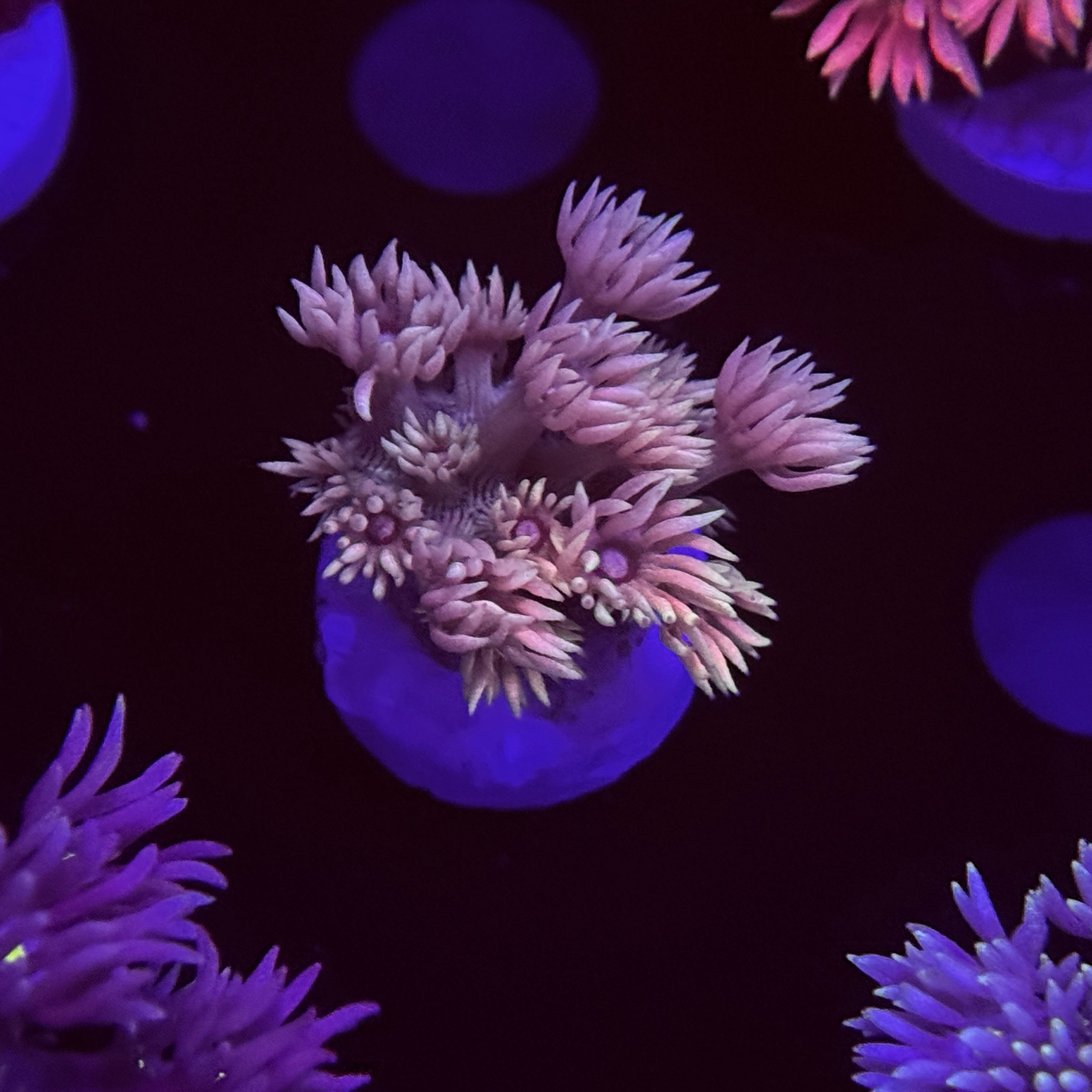 Mango Tango Goniopora