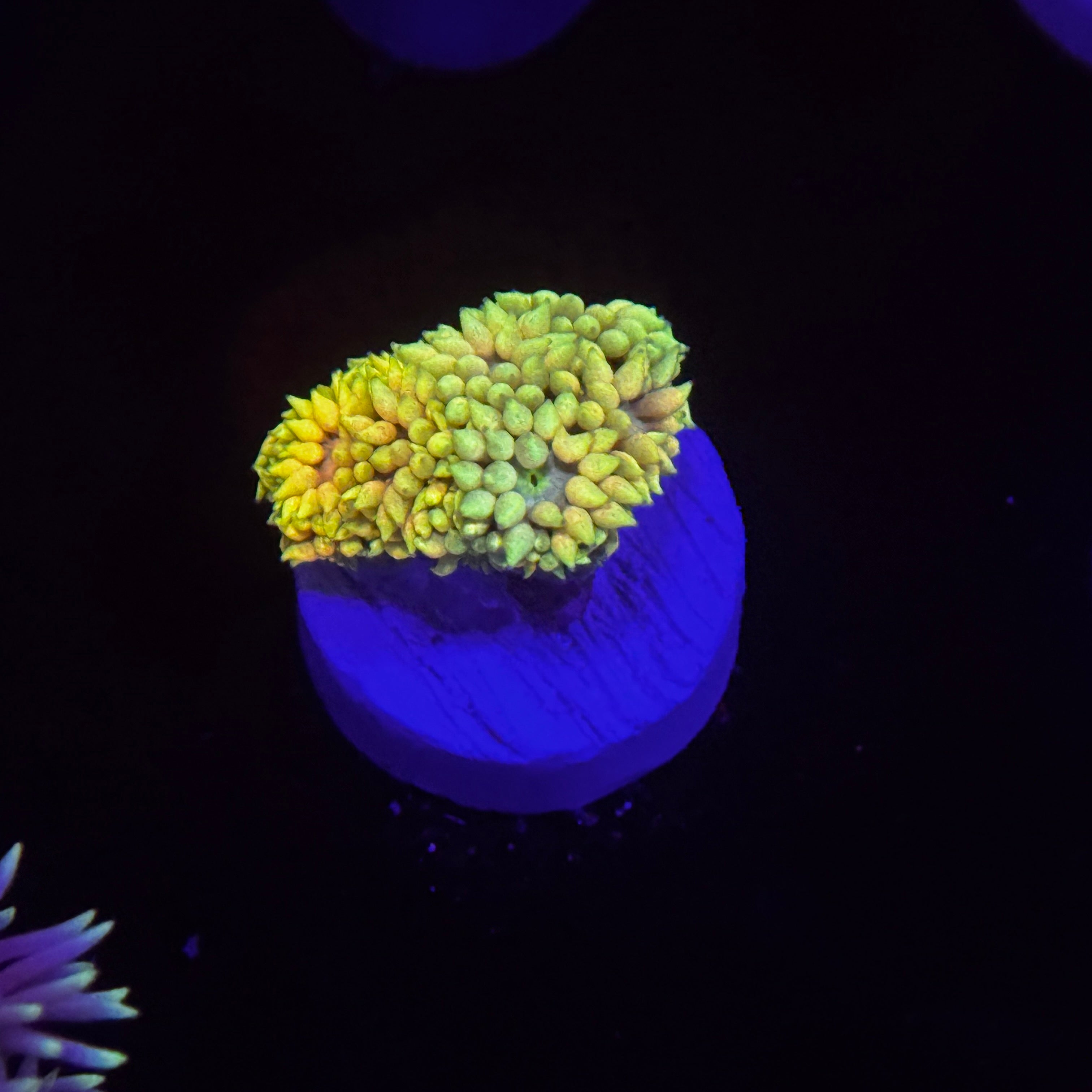 Angelic Sprite Goniopora