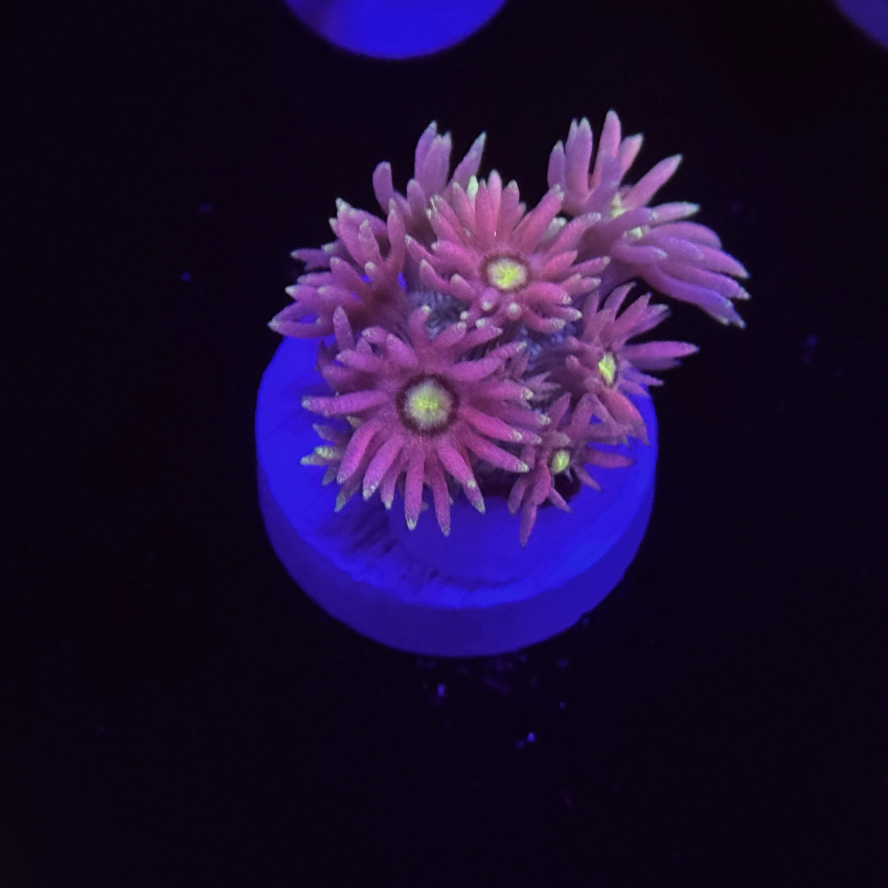 Flamma Mamma Goniopora